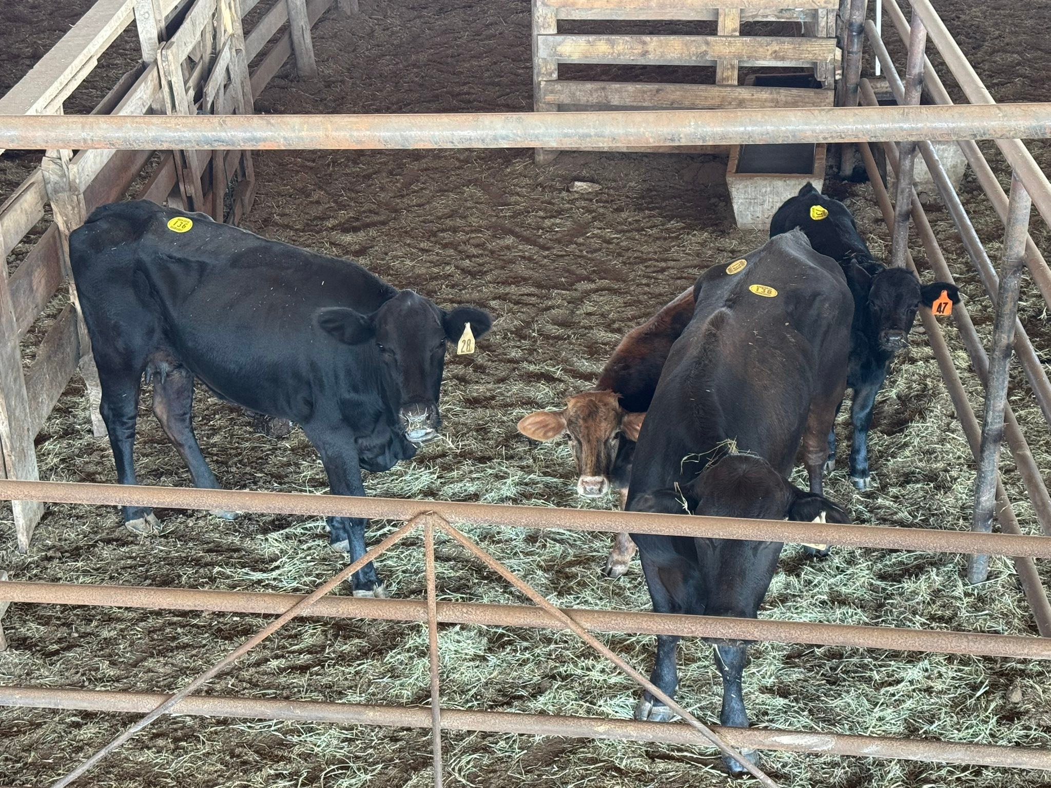 Gulf Coast Livestock... - Gulf Coast Livestock Auction LLC