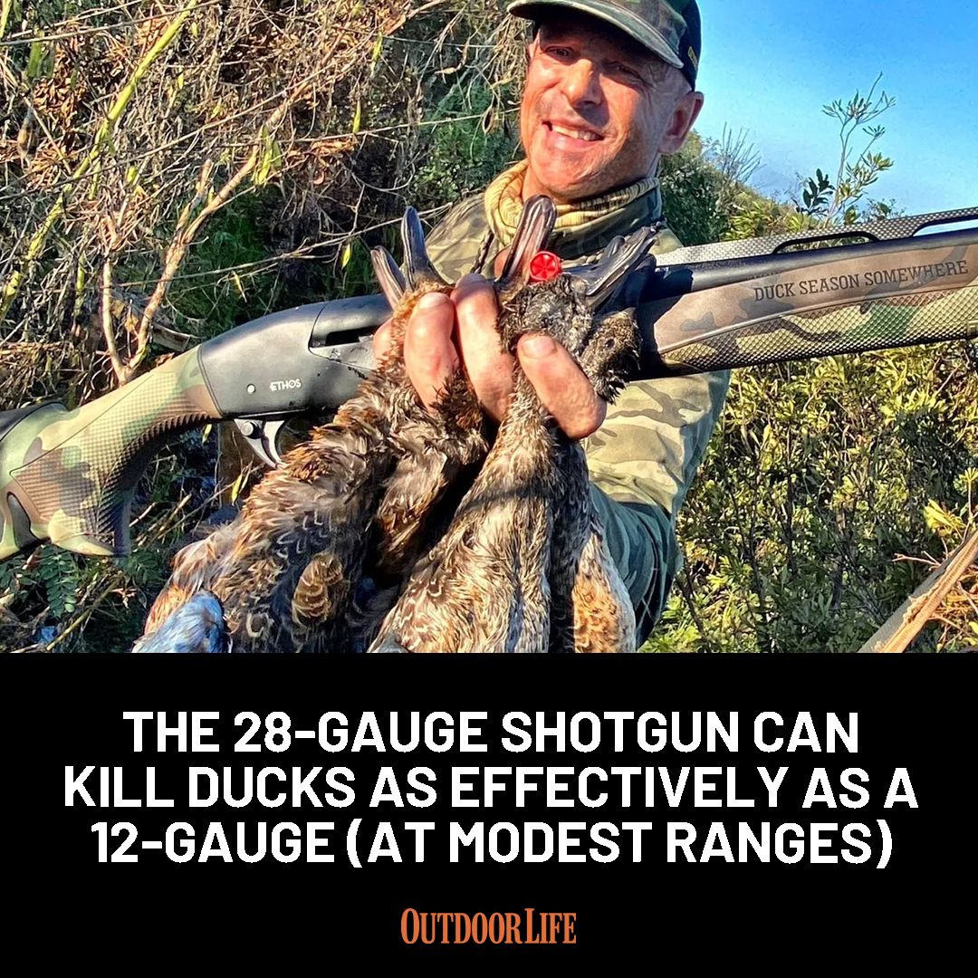 The advancement of non-toxic shot has brought the 28-gauge back to