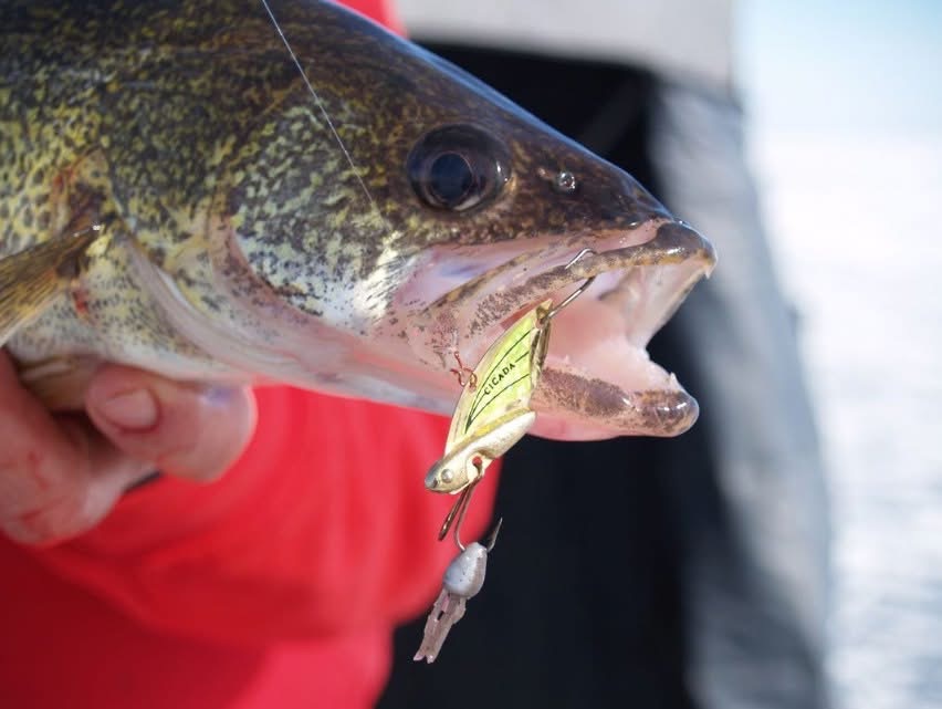 The Cicada is a deadly early... - Reef Runner Tackle Company | Facebook