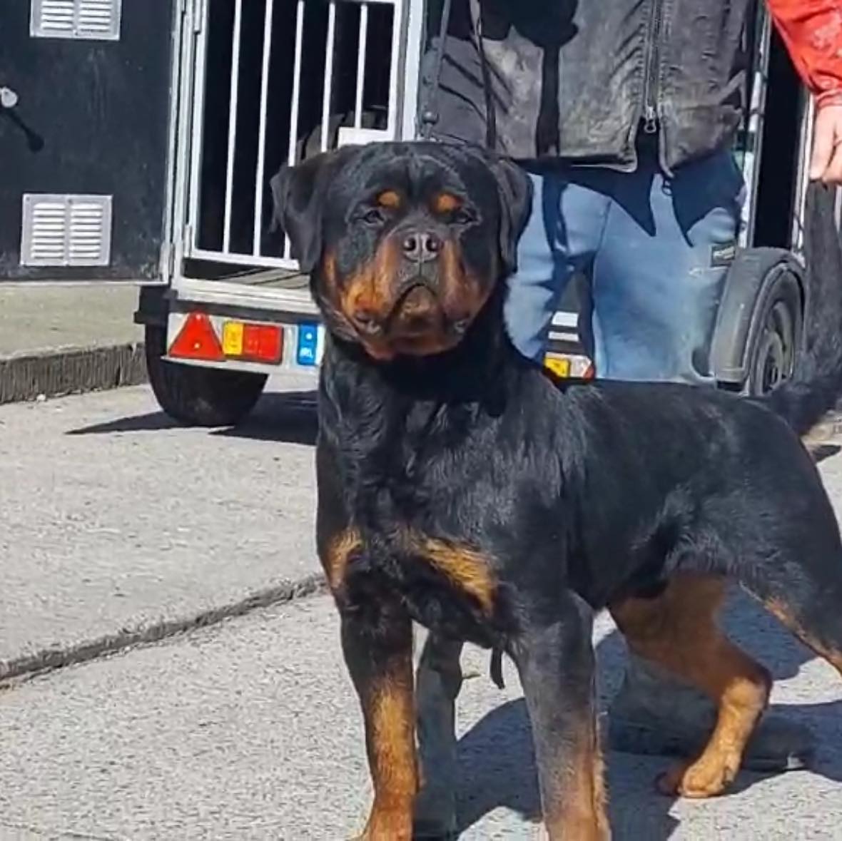 Butch 👌 #doglovers #fypシ゚viralシ #reelschallenge #reelsviralシ ...