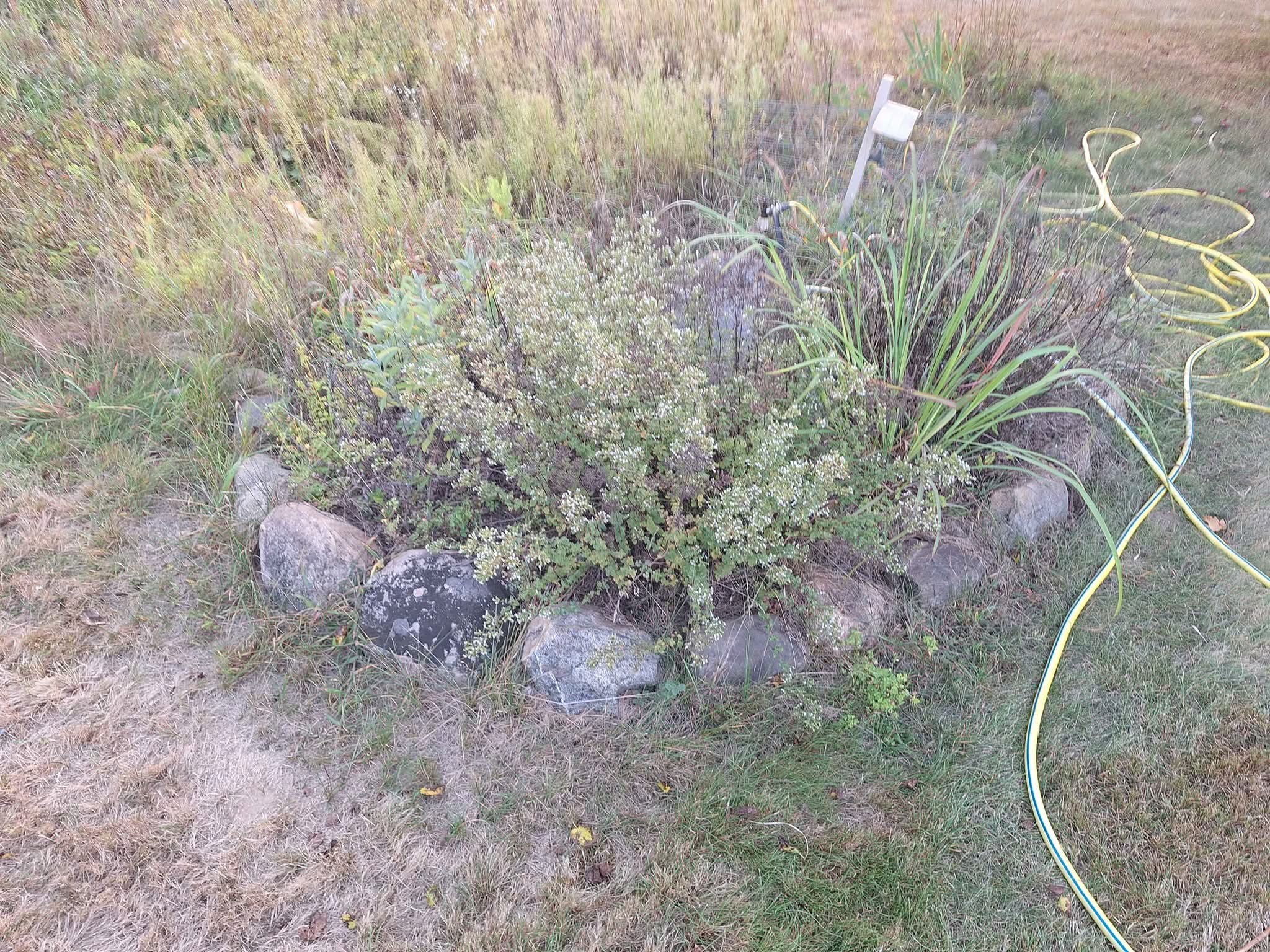 Football sized landscape rocks. Free!! Can you dig it? - Landscaping ...