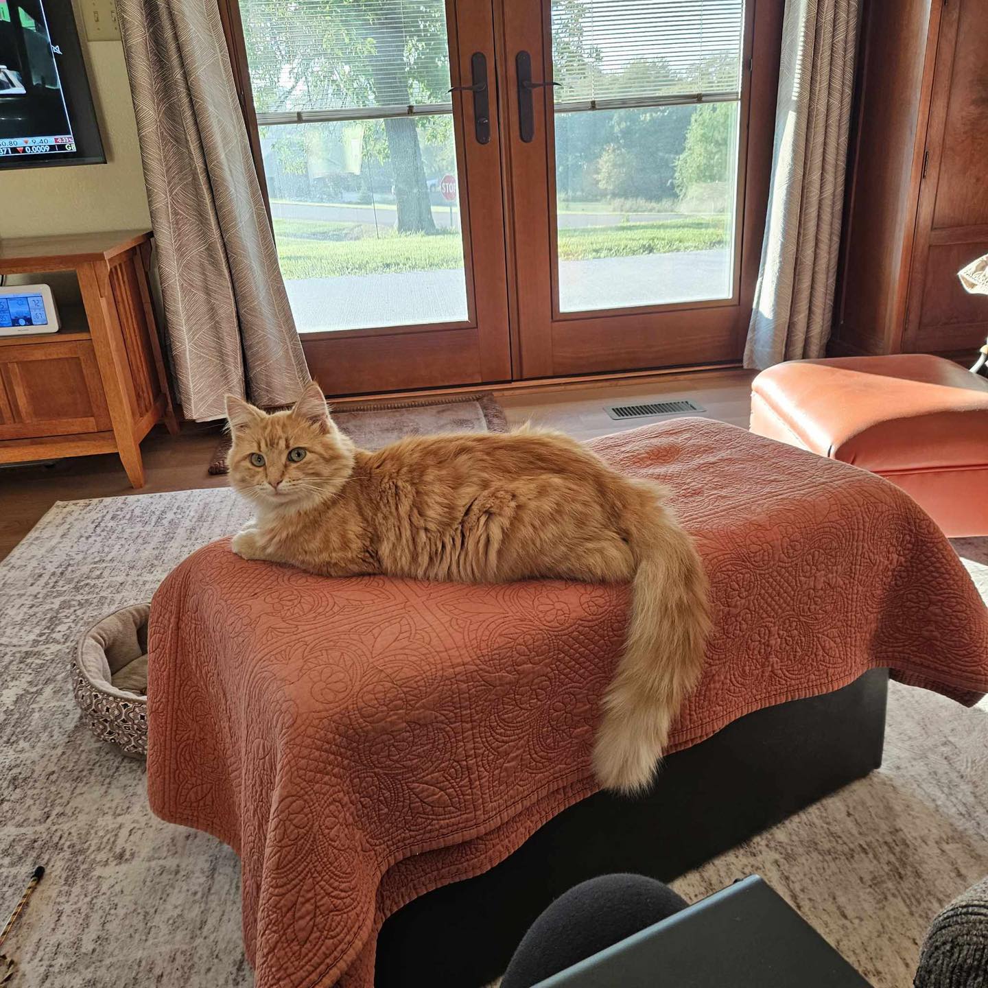 Missing orange cat in knoxville estates iowa