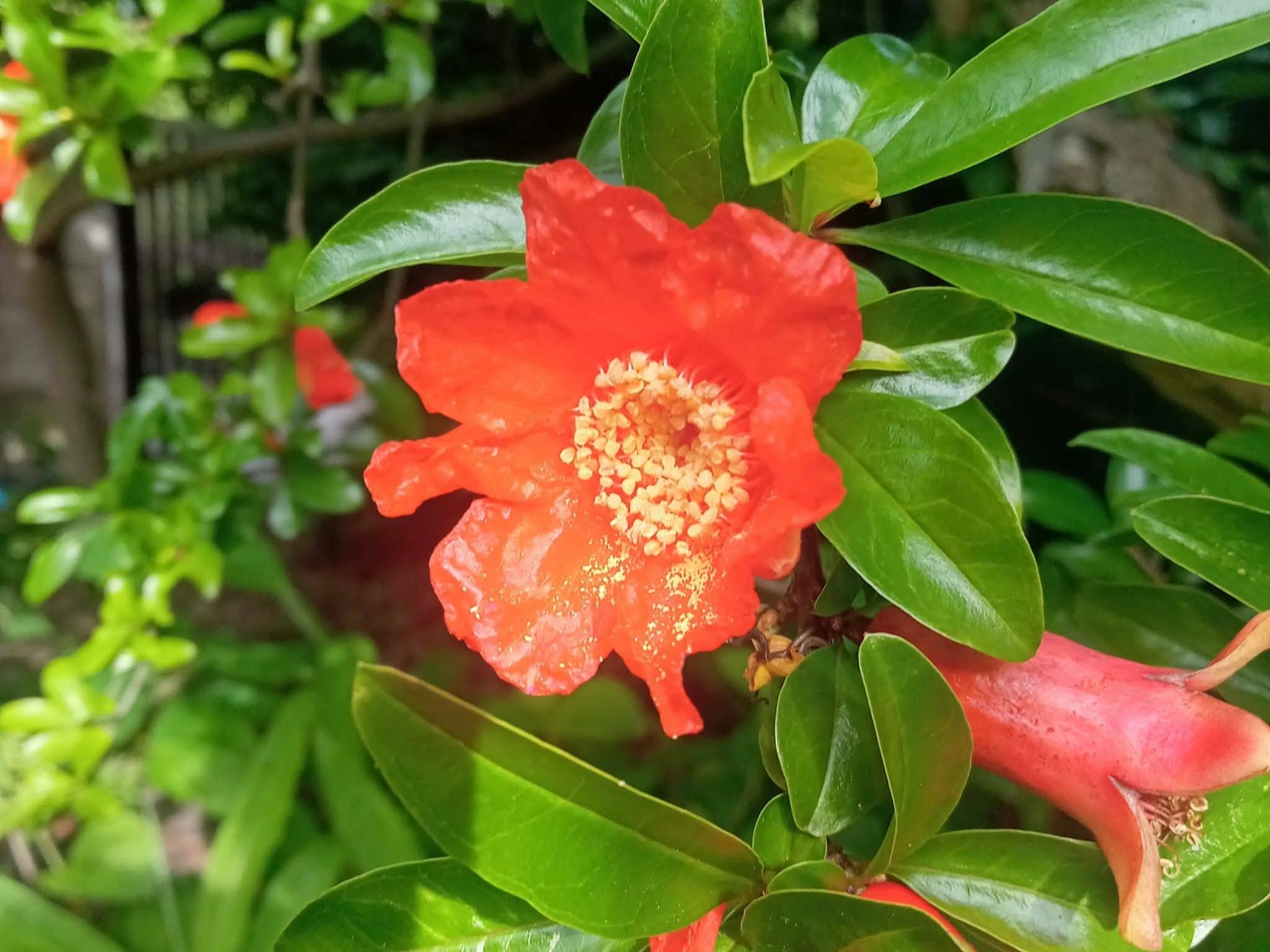 珍しい 花柘榴（この値段は明日朝8時まで） 今日の誕生花＆記念日 柘榴（ざくろ）花言葉 円熟の美 ニゲラ(黒種草