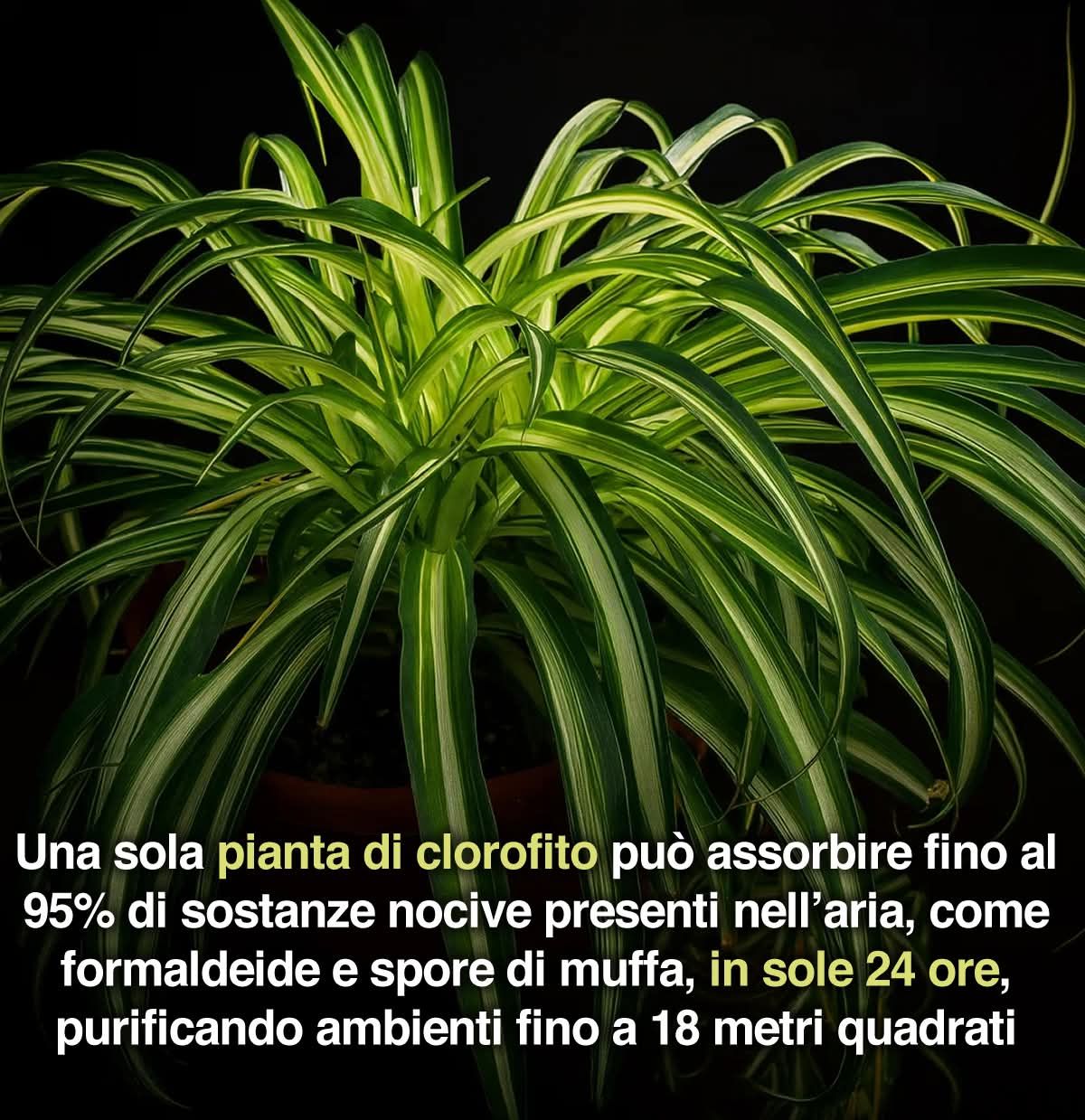 Fioreria - 🌿 La 