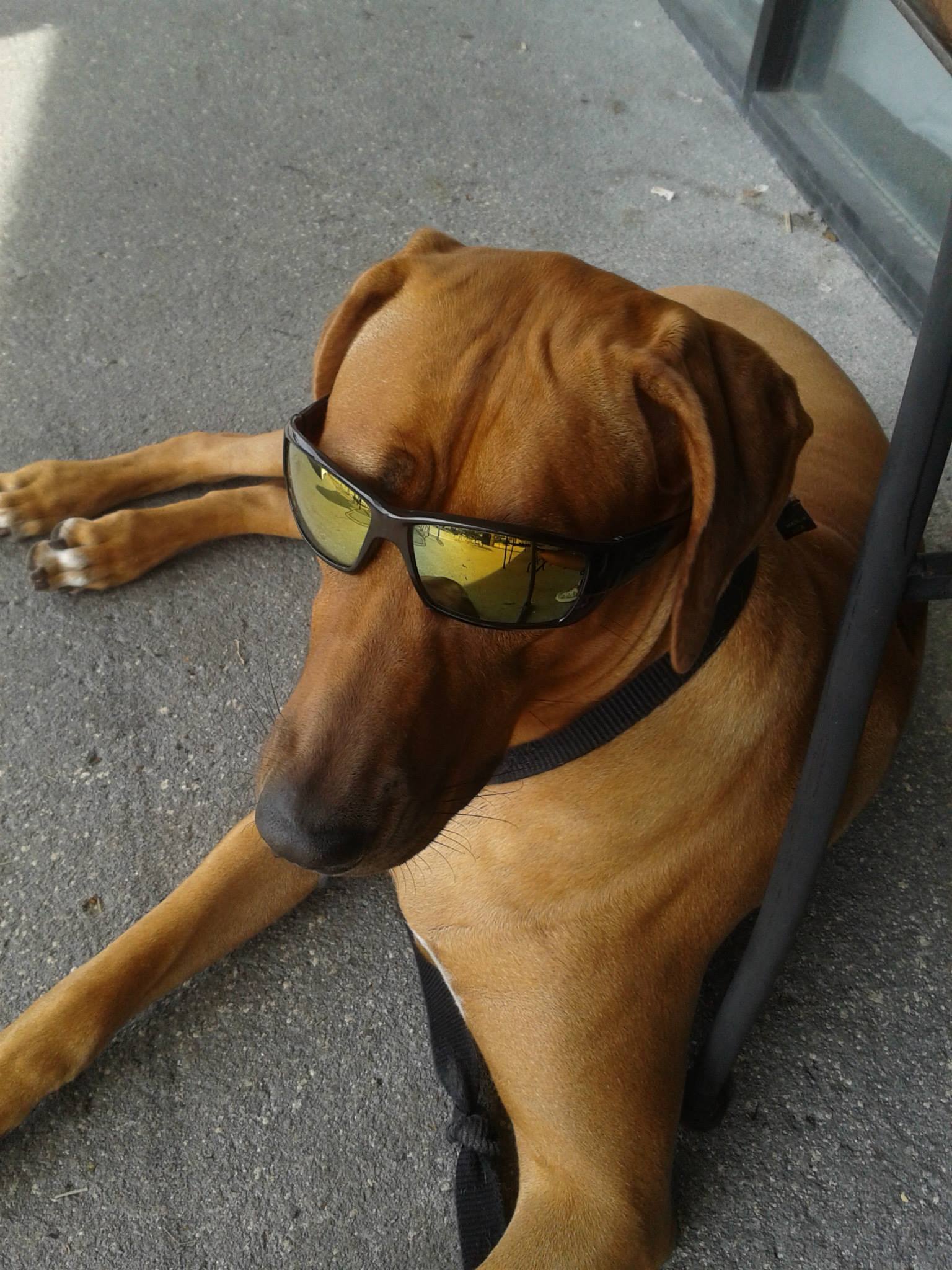 Rhodesian Ridgebacks Florida | Jacksonville FL