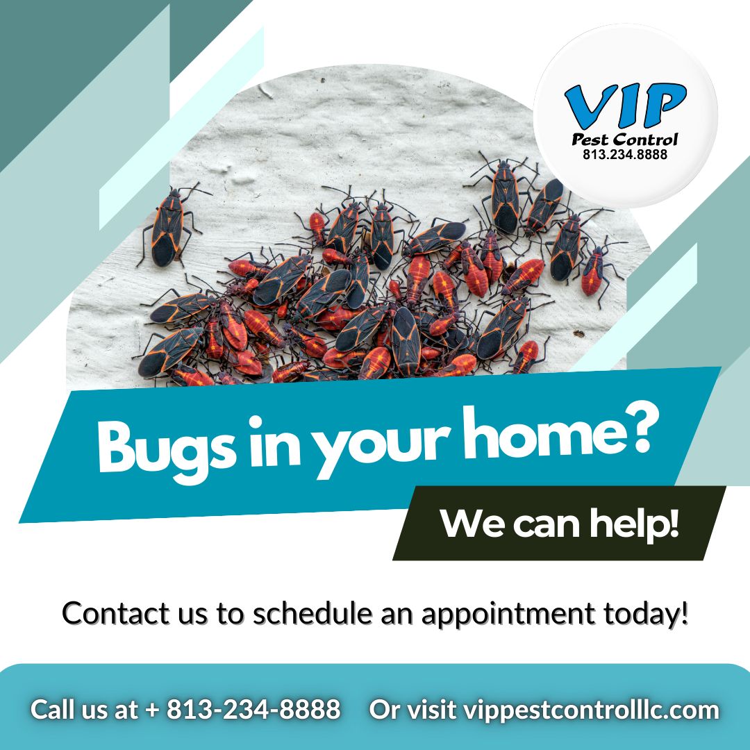 VIP Pest Control | Lutz FL