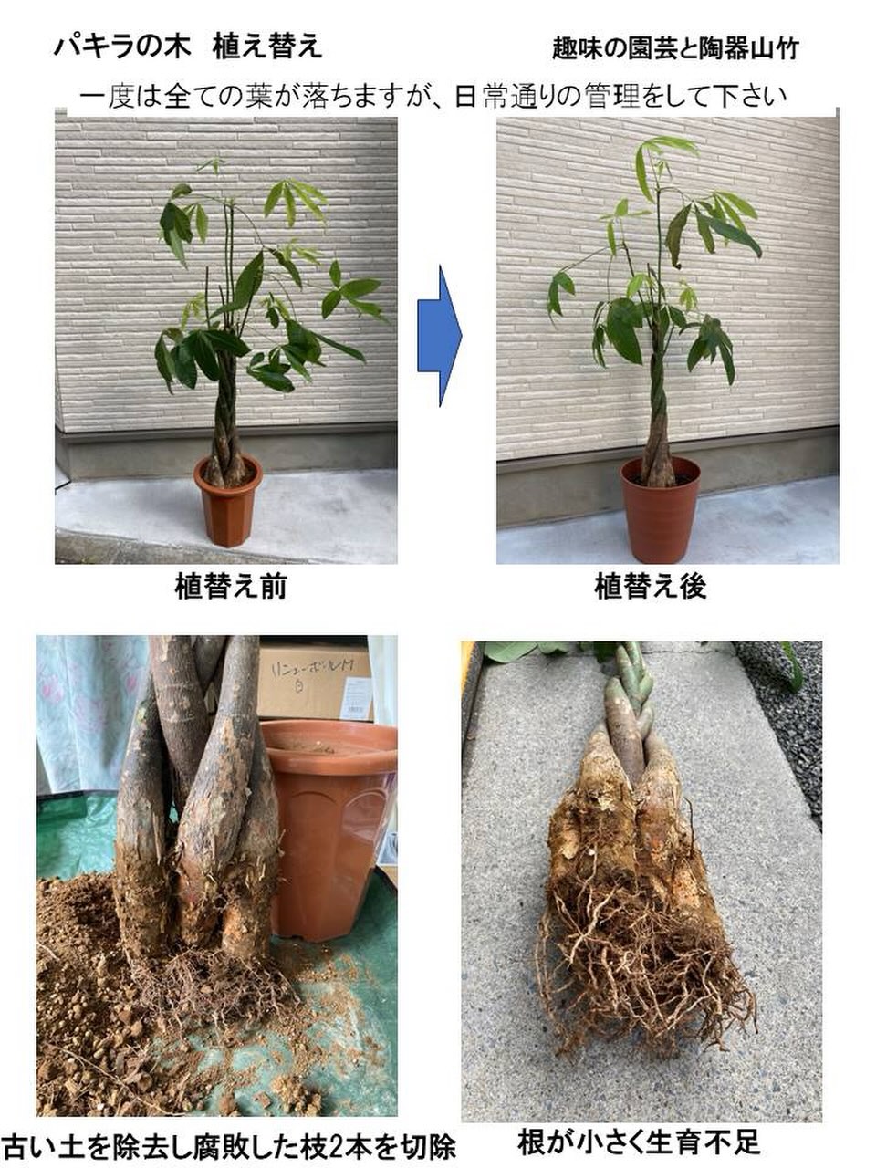 パキラ 植え 替え