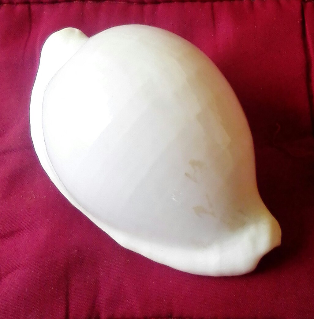 My Personal Shell Collection