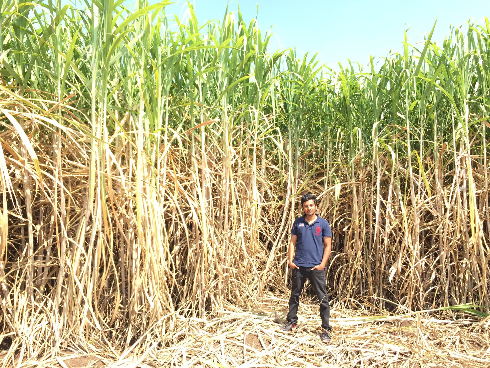 Sugarcane Crop Development