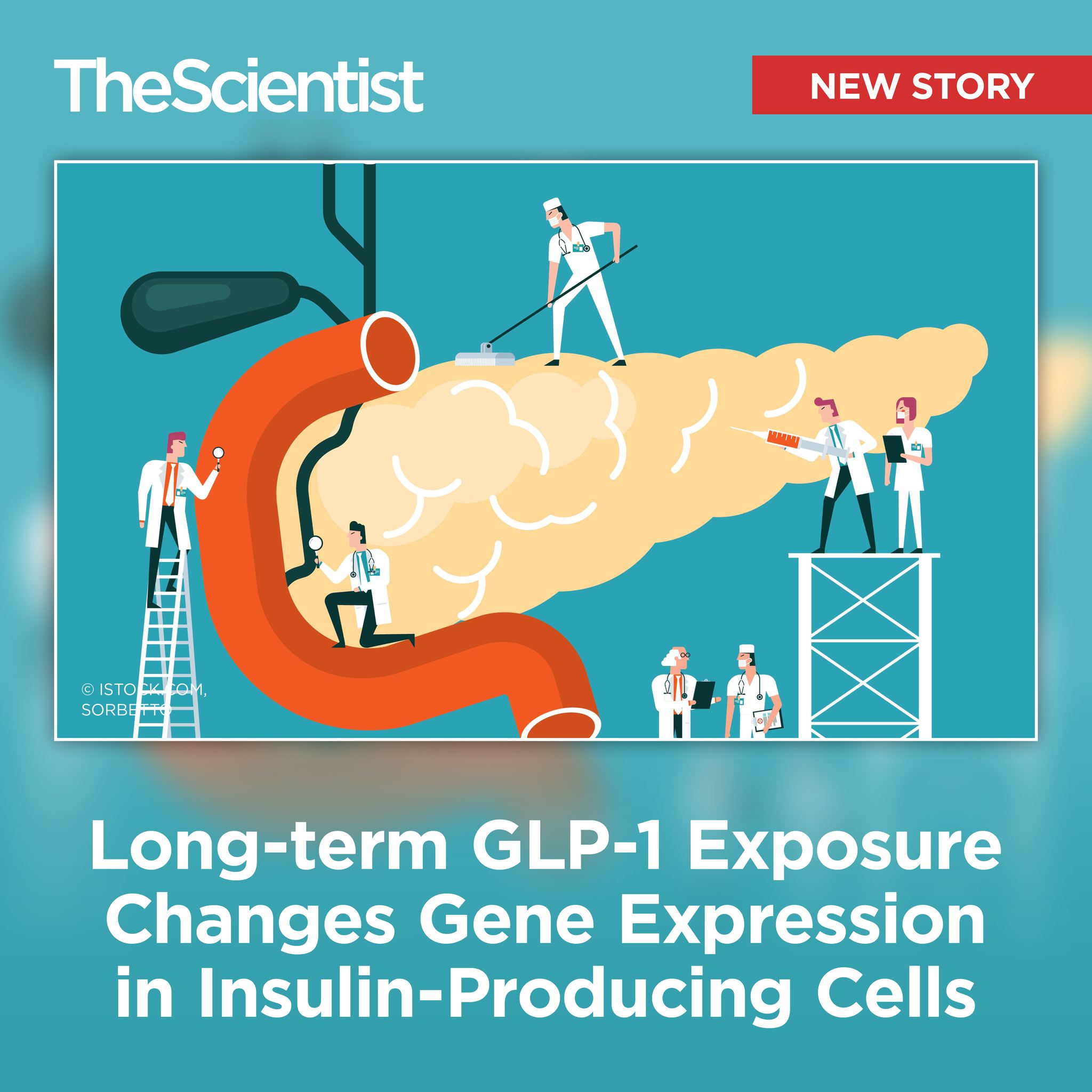 How does long-term GLP-1 use affect the pancreas? Researchers found that they flip a molecular switch in pancreatic beta cells, driving widespread changes in gene expression. Learn more via the link in