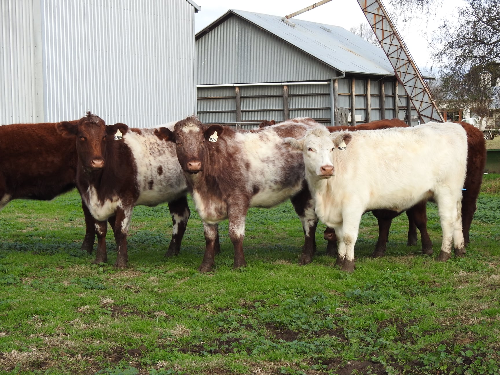Callow Livestock Pty Ltd | Dunedoo NSW