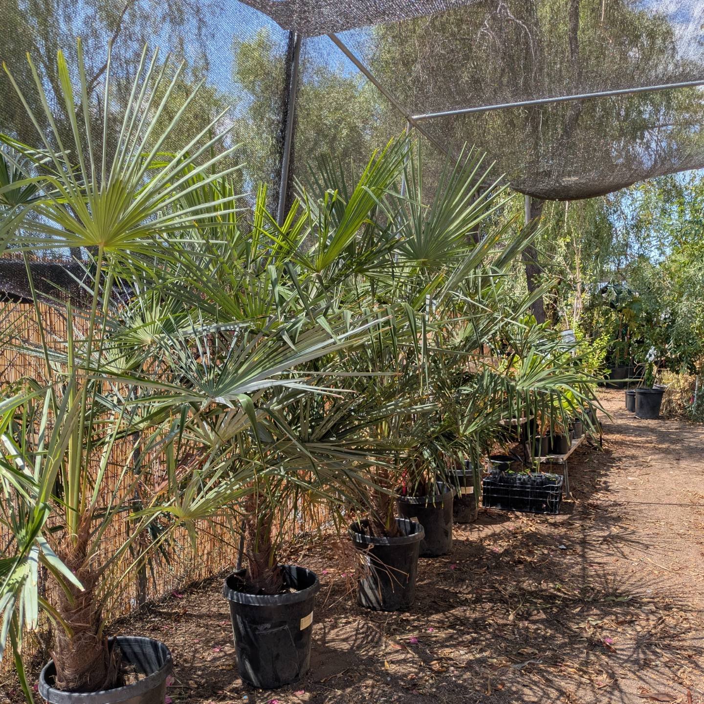 Tropica Botanical Nursery | Apache Junction AZ