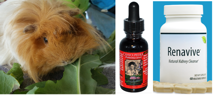 Photo inspiration: Visual Reference: Cavy Savvy Guinea Pig Community