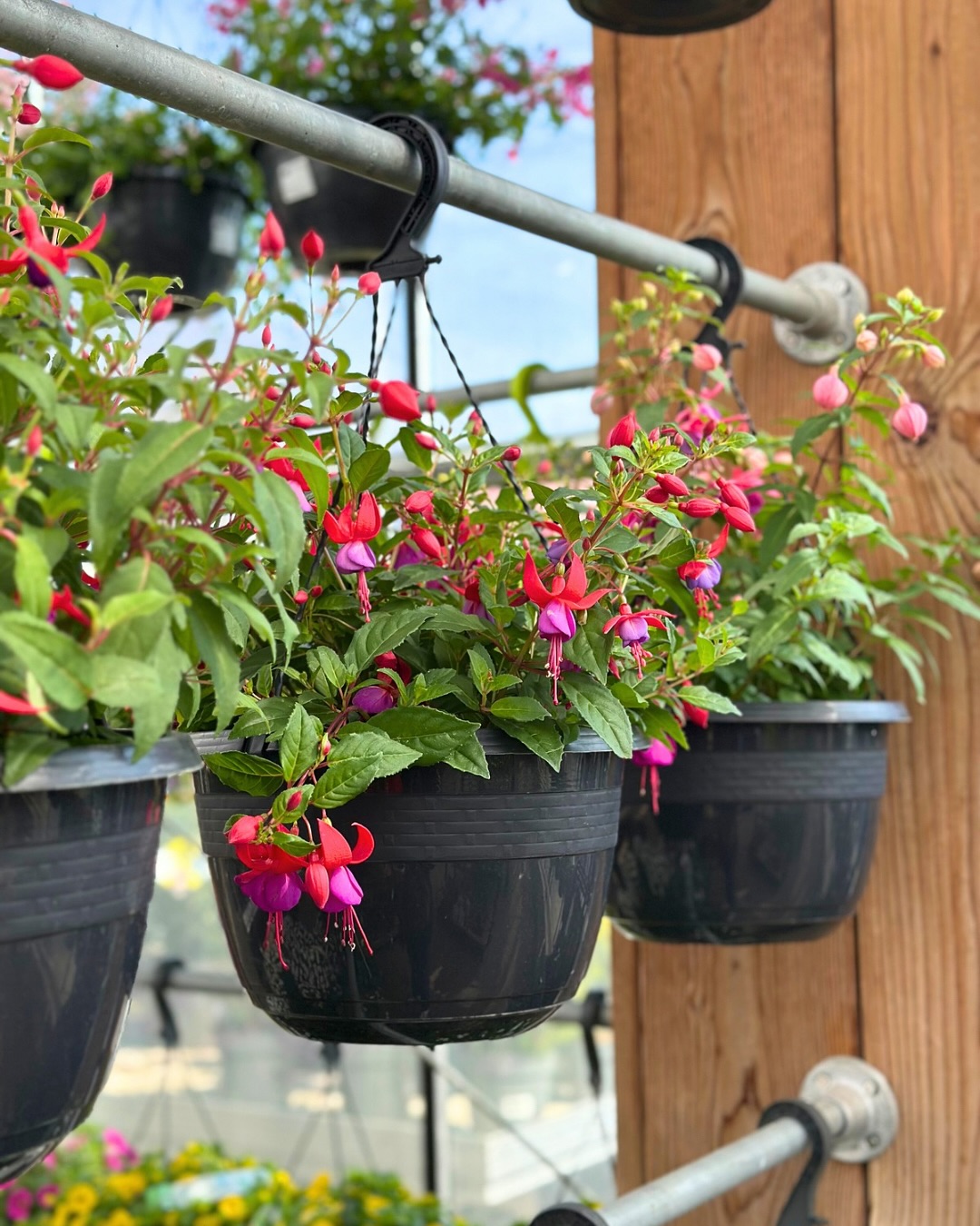 Blühwunder zum Aufhängen 🌸😍🌼 unsere wunderschönen Blumenampeln sind startklar für dein Zuhause! Sie zaubern im Handumdrehen Farbe und Blütenpracht auf Augenhöhe