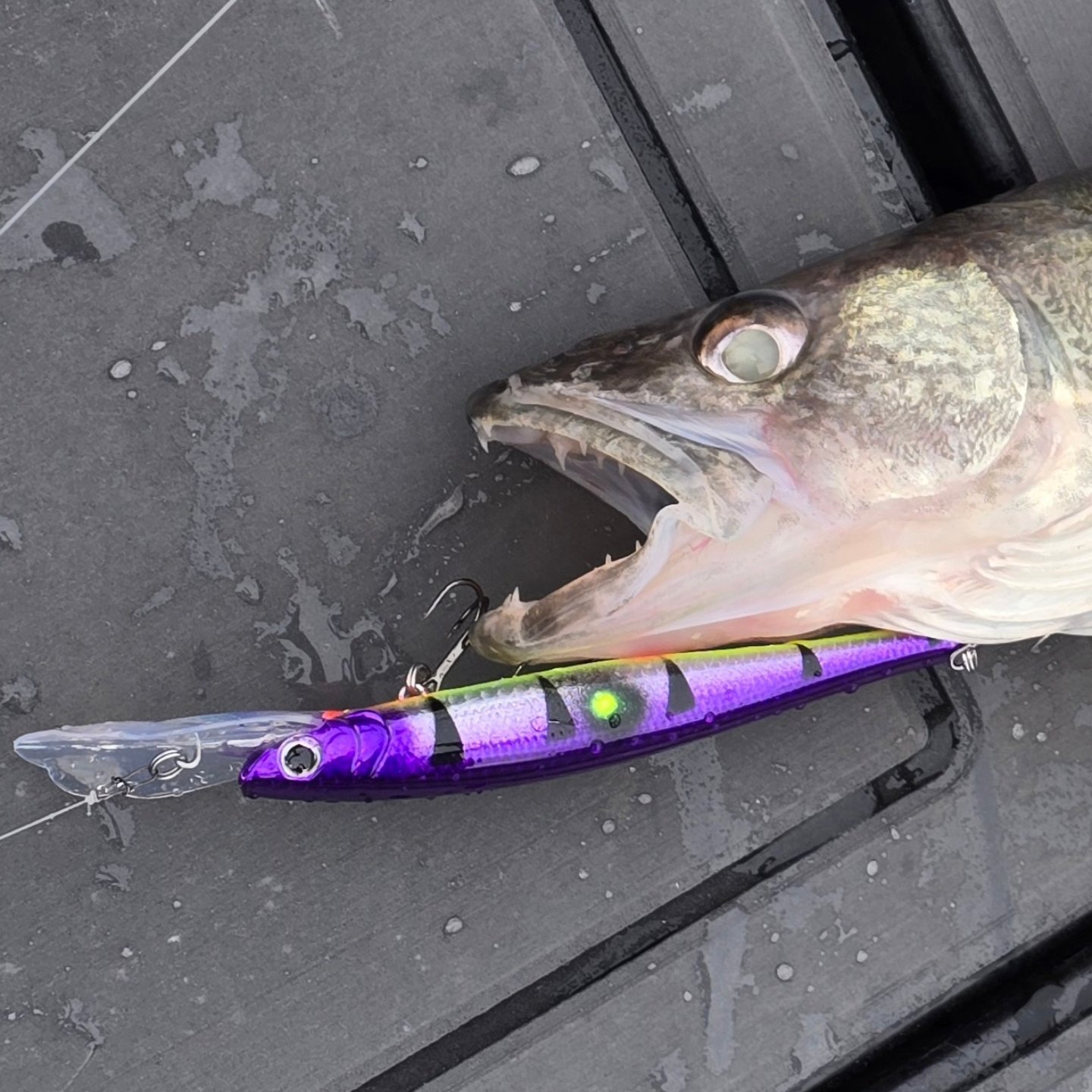 brawler fishing pole – WalleyeX® The Brawler was designed for close Idea] [OC] Aqua, a chromatic