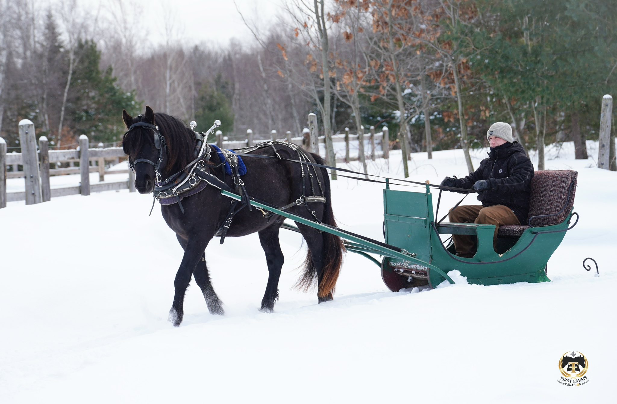 First Farms Canadian Horses / Les Premières Fermes Chevaux Canadiens