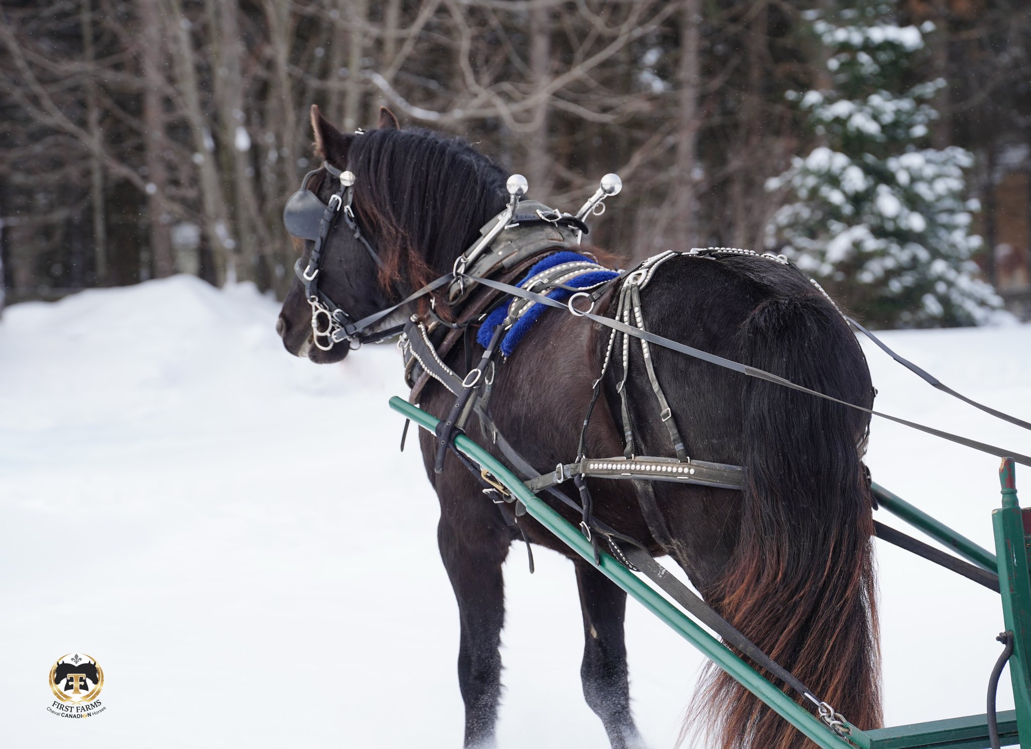 First Farms Canadian Horses / Les Premières Fermes Chevaux Canadiens ...