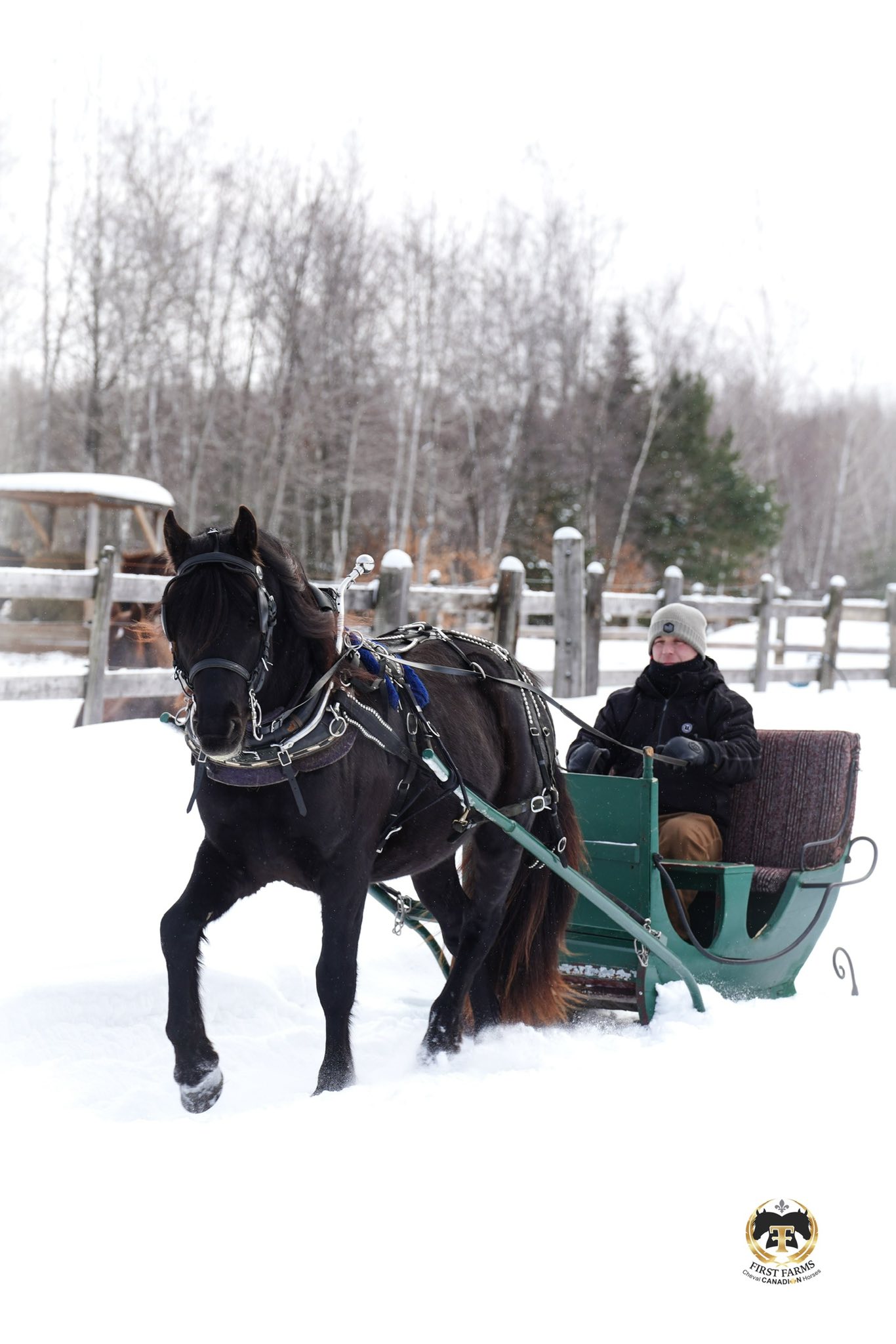 First Farms Canadian Horses / Les Premières Fermes Chevaux Canadiens ...