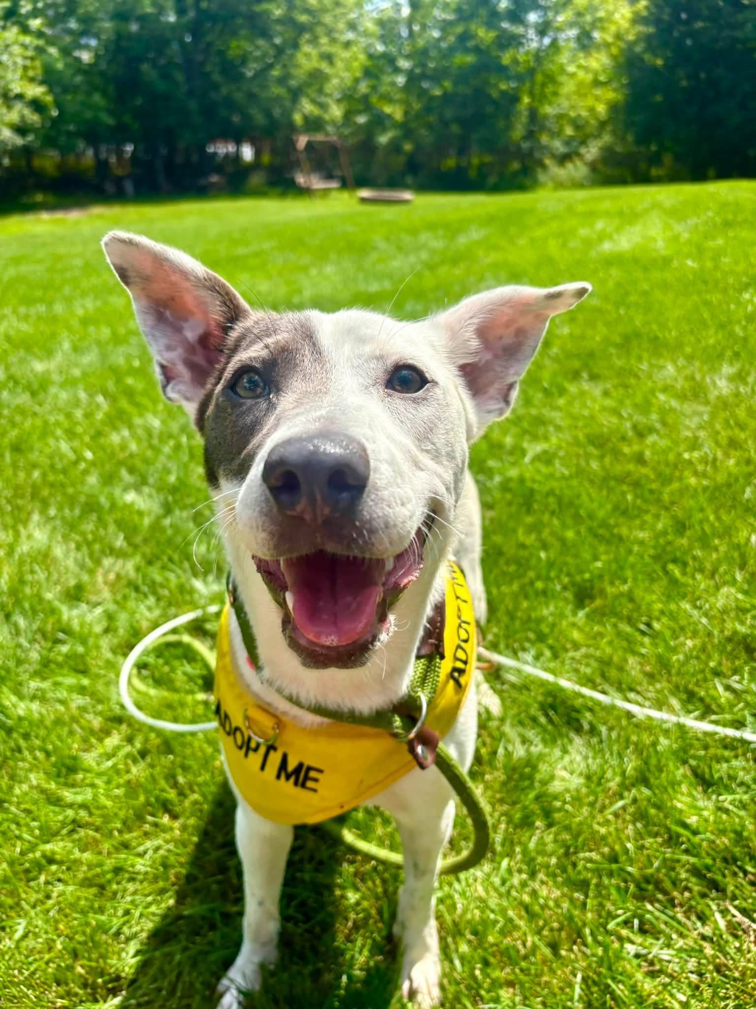 CANINE CARDIO OUTING 🎾👟 Kim is a 1 year old, adorable & spunky