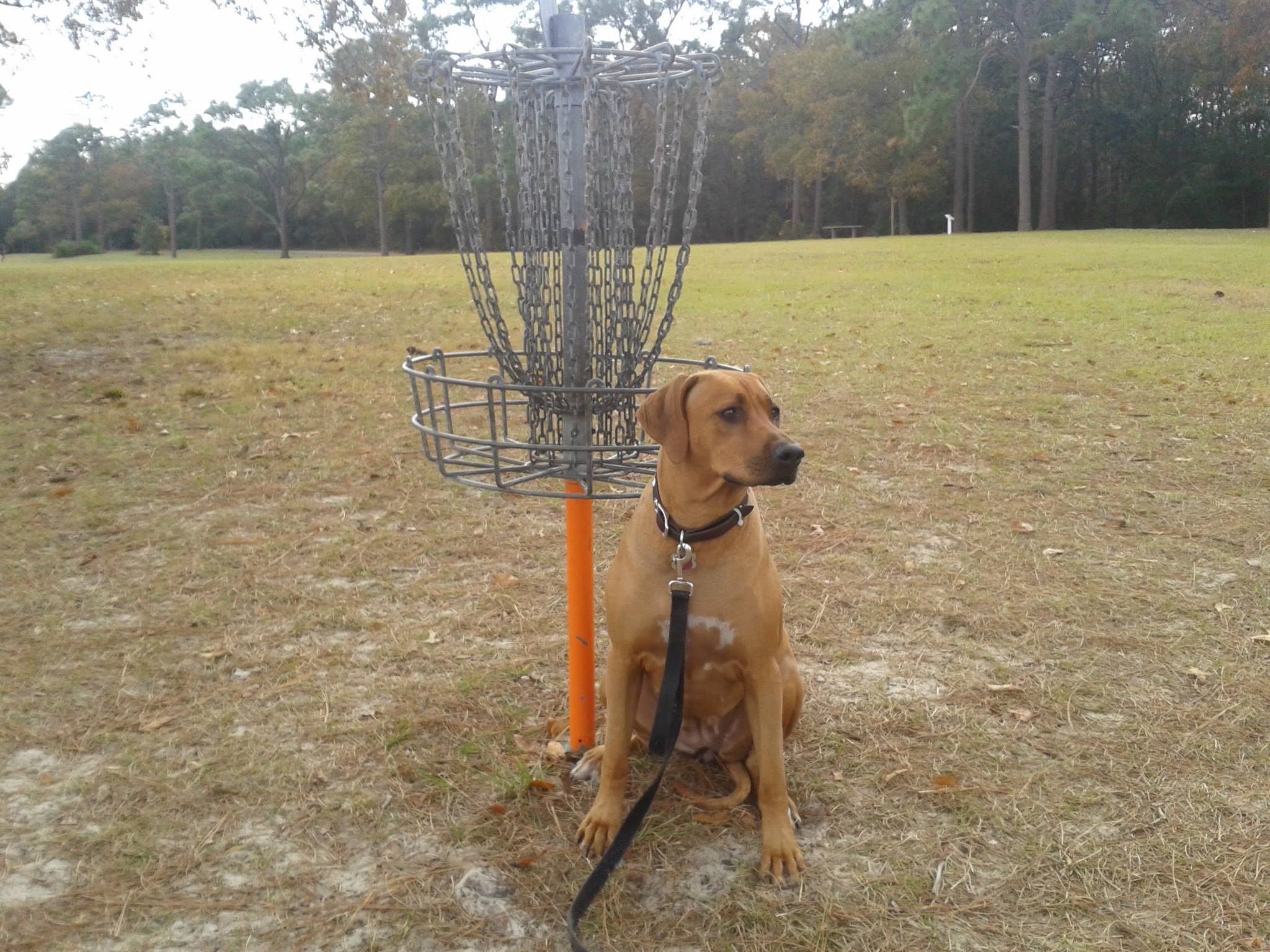 Rhodesian Ridgebacks Florida | Jacksonville FL