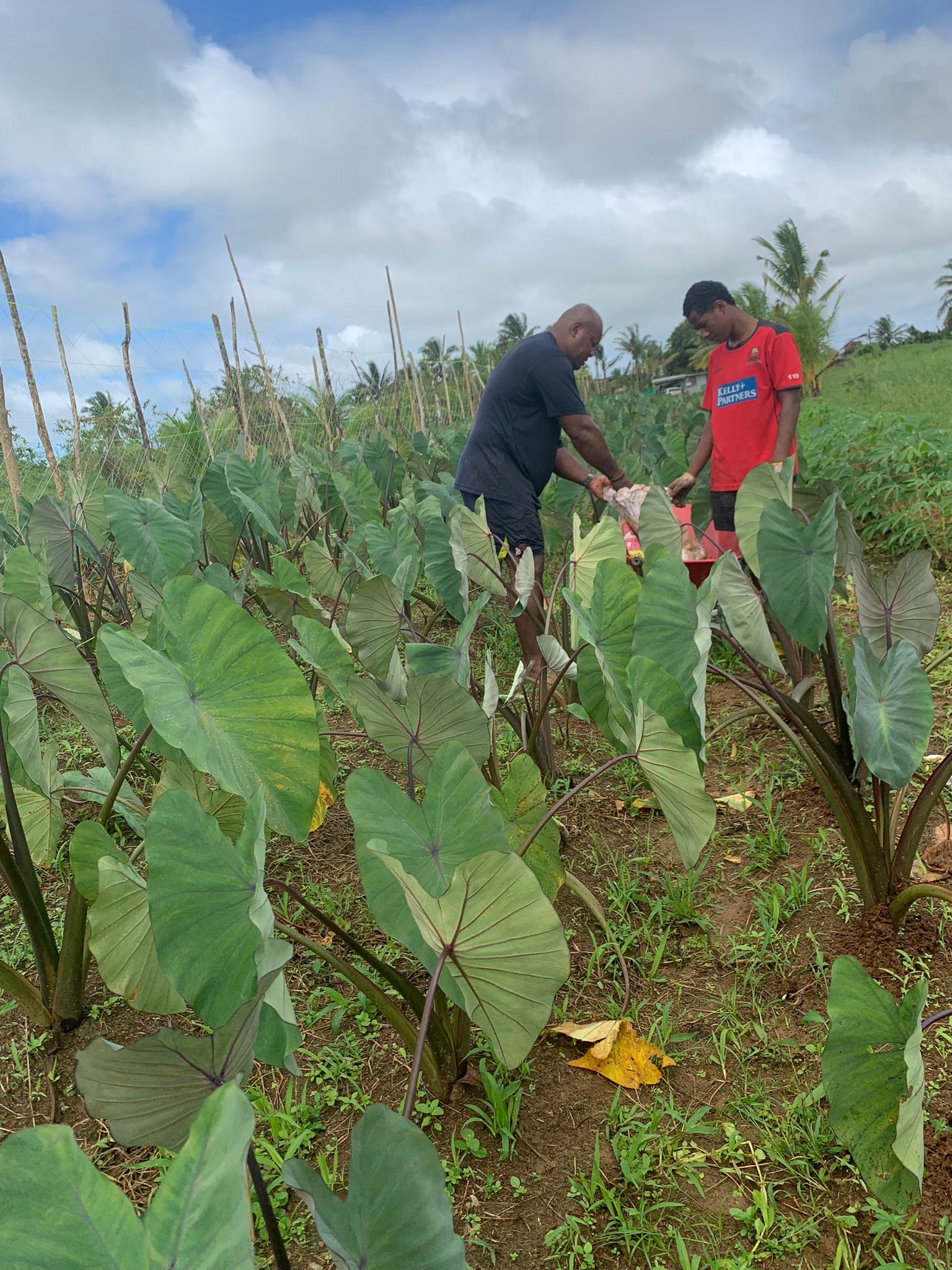 B.A.I Agro-Rugby Farm added a new... - B.A.I Agro-Rugby Farm
