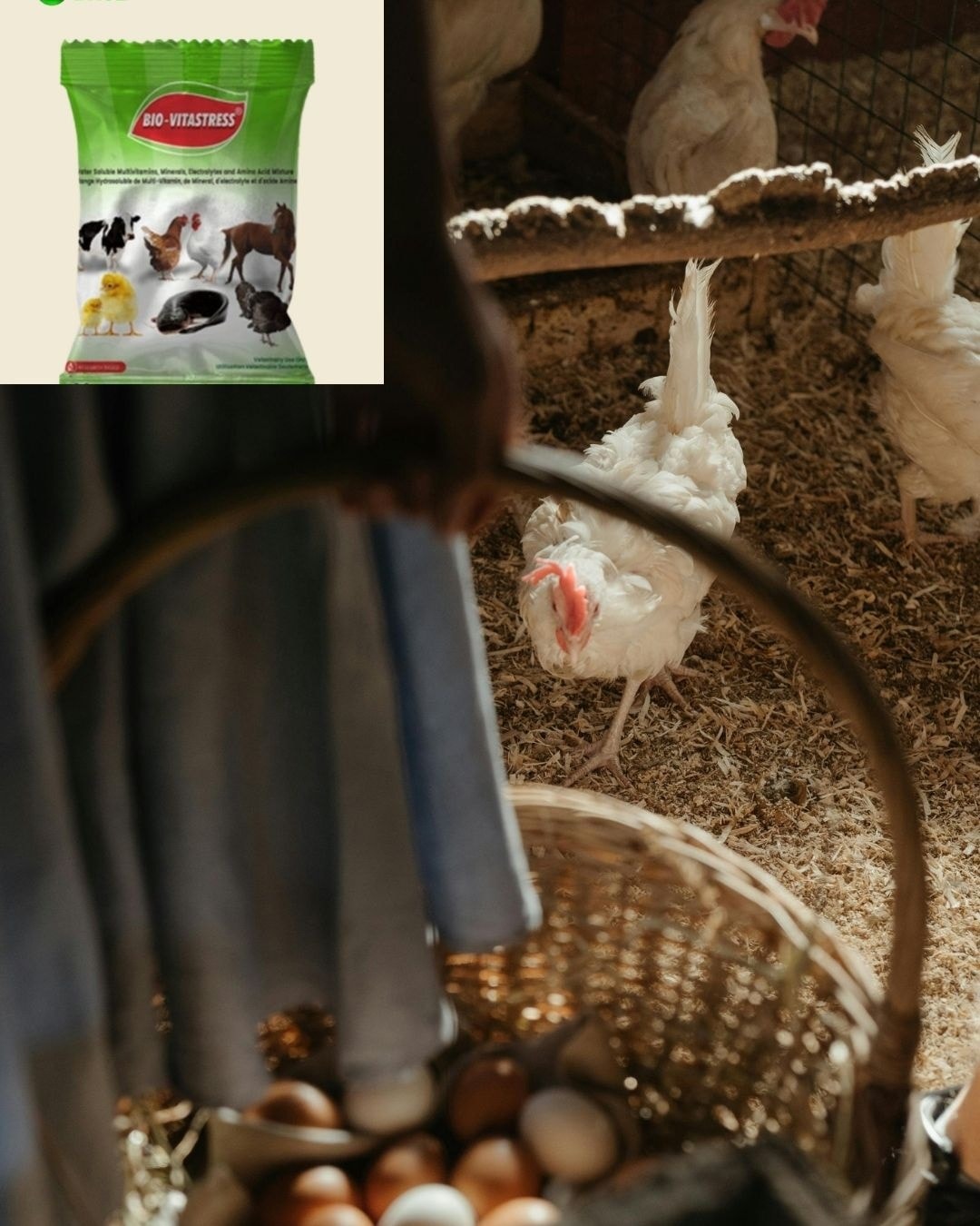 BNSL - Common Mistakes In Poultry Farming During This Hot weather And ...