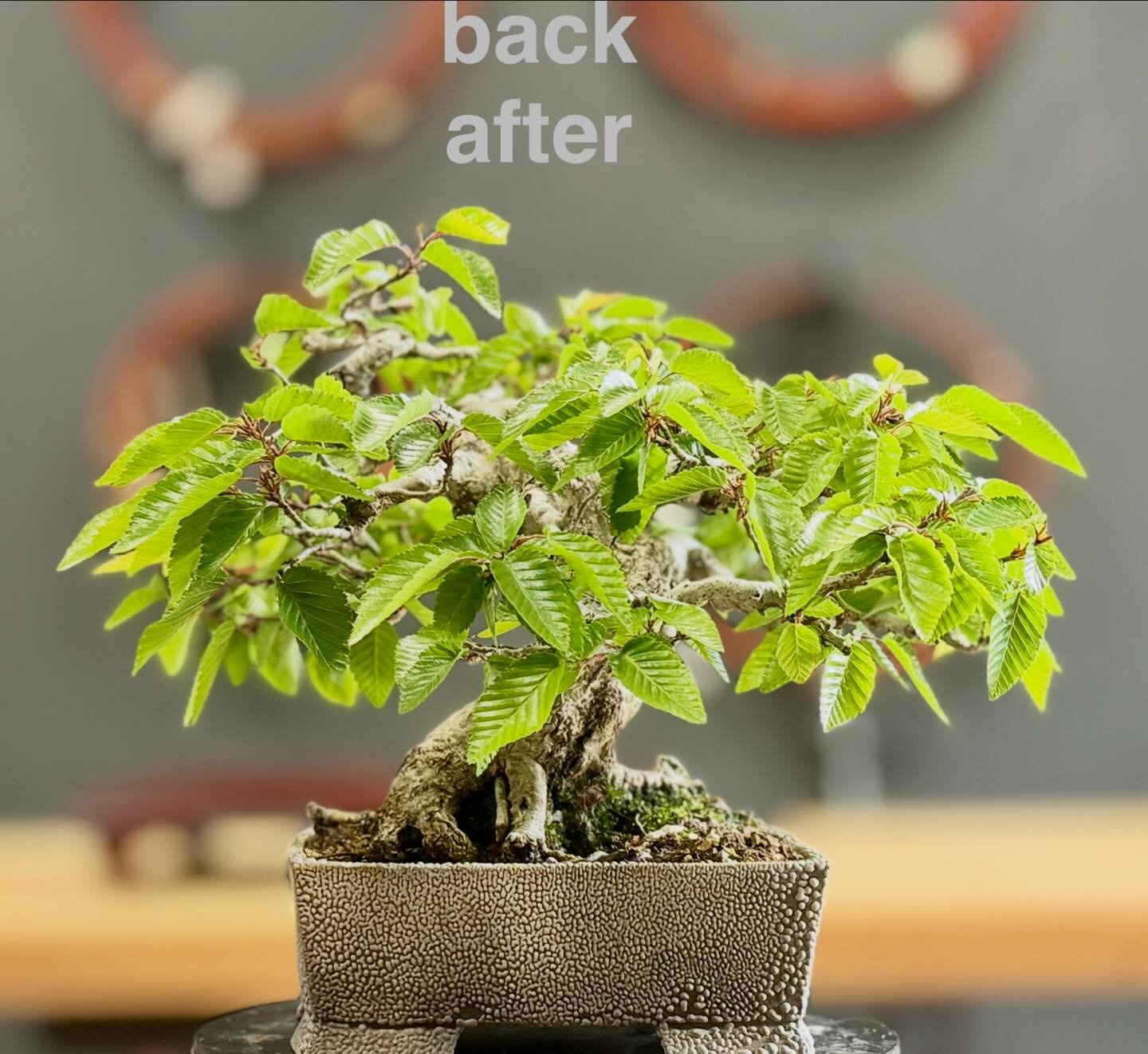 🍀イワシデ（Hornbeam）🍀 剪定しました✂️ Pruning✂️16㎝ #bonsai
