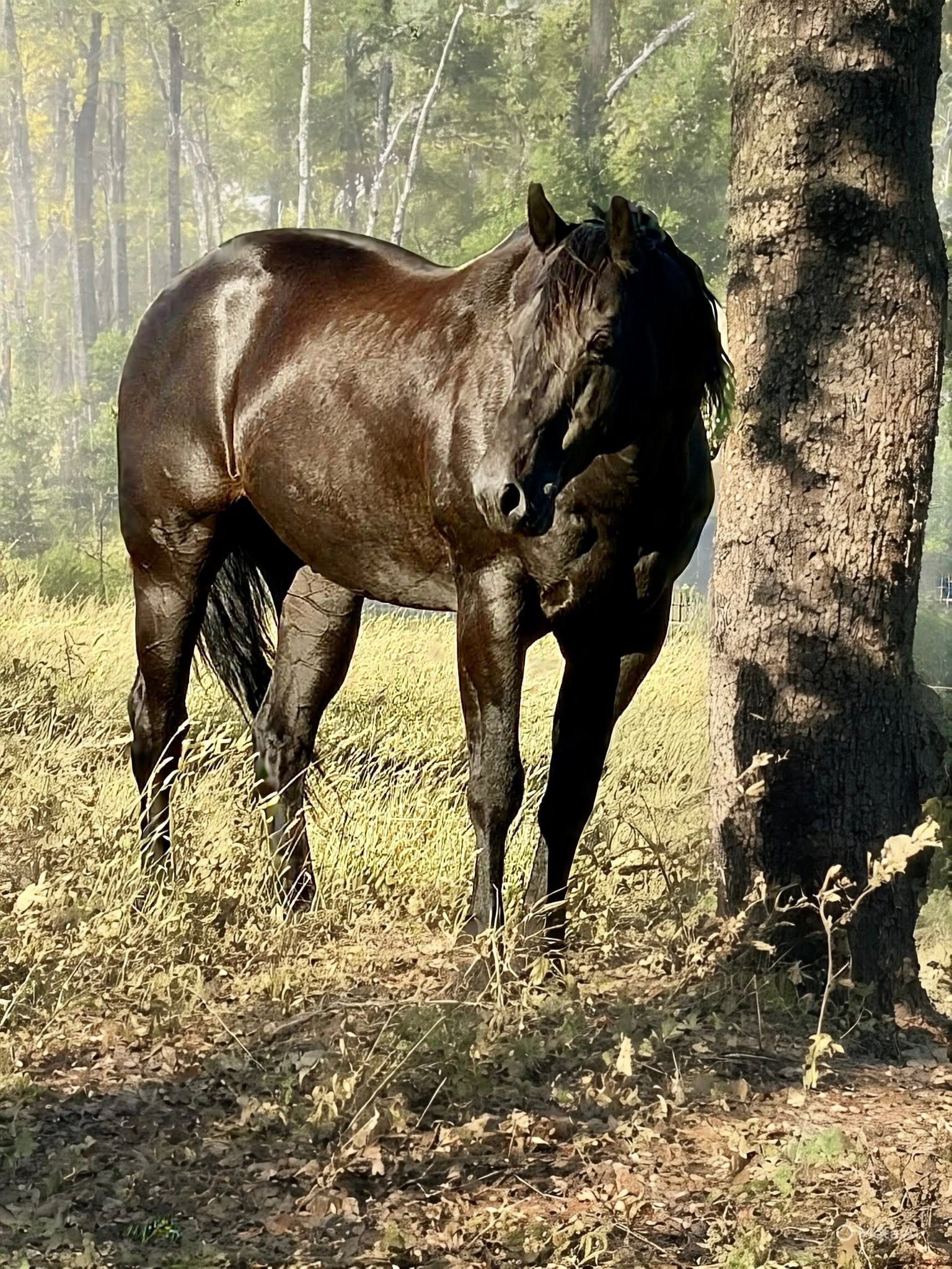 Running M Ranch - New Zealand | Rangiora