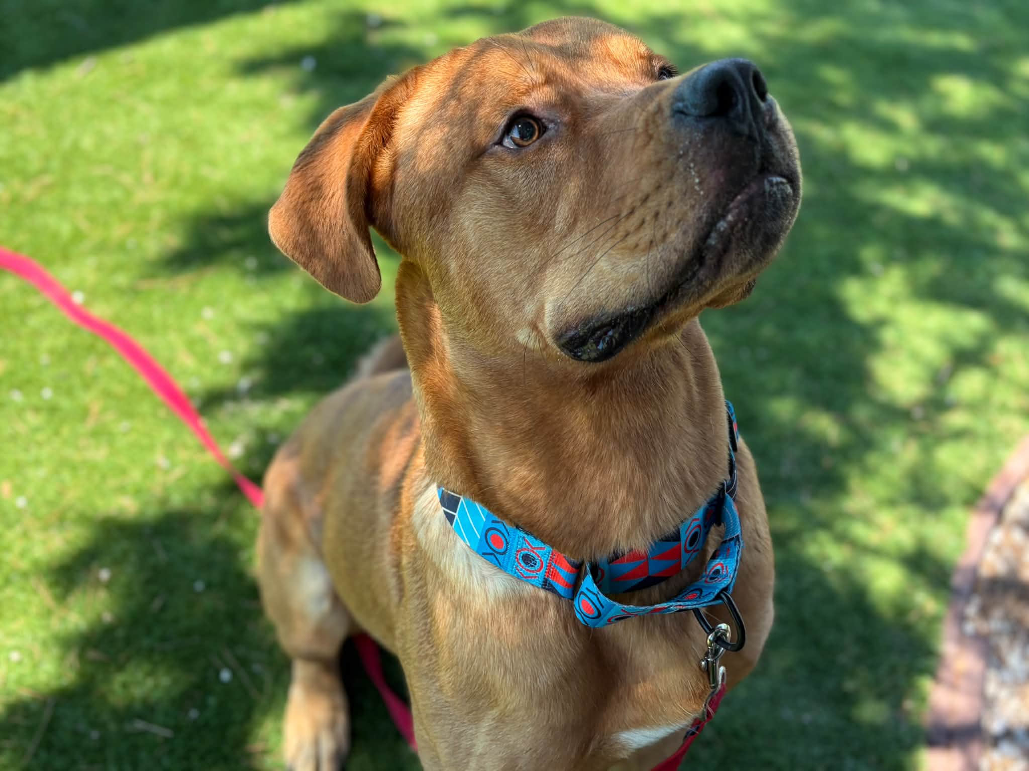 Urgent dog adoption needed by September 8