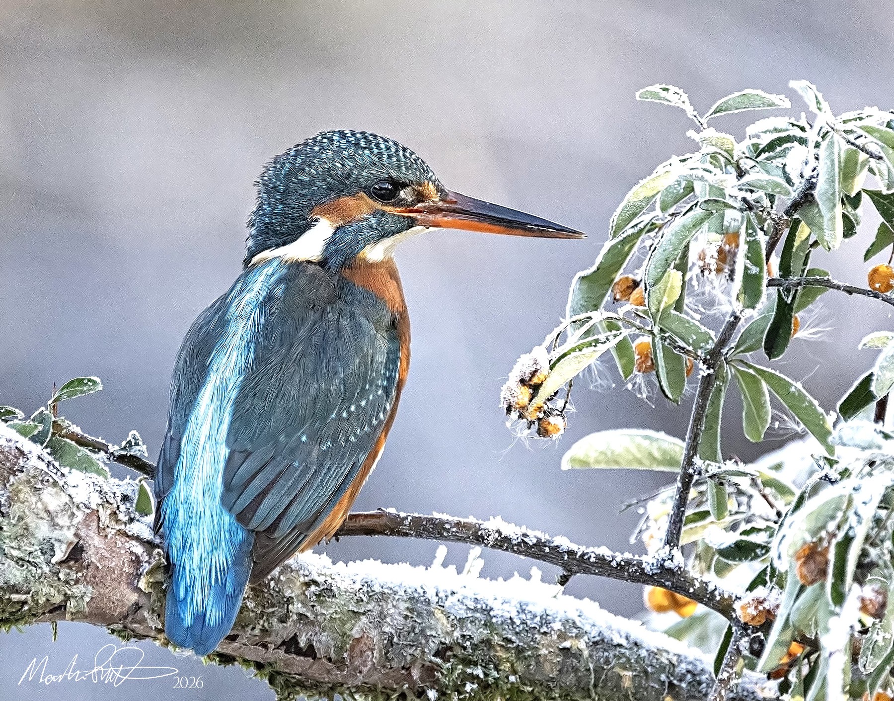 Martin - Another from this mornings -9° chill. | Facebook