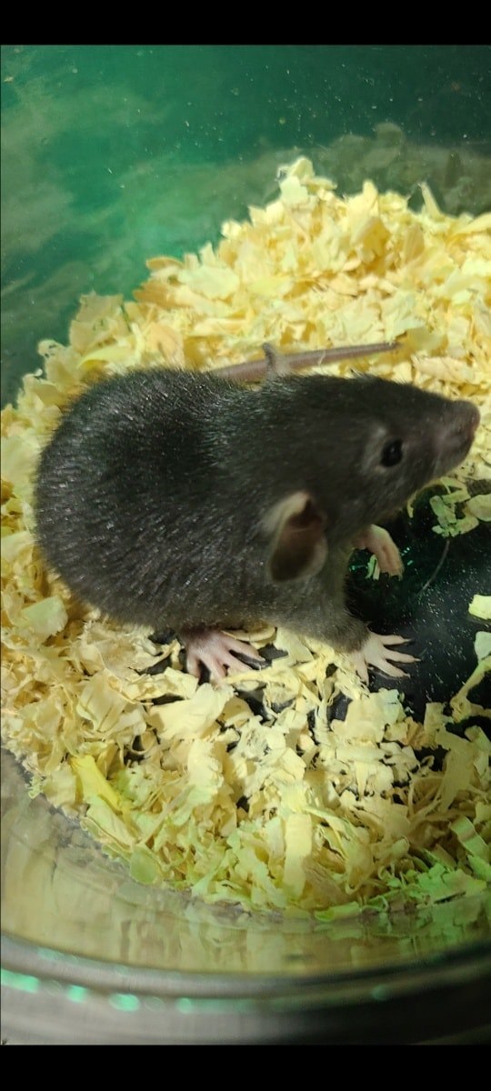 Chasing Tails Rattery of Las Vegas | Las Vegas NV