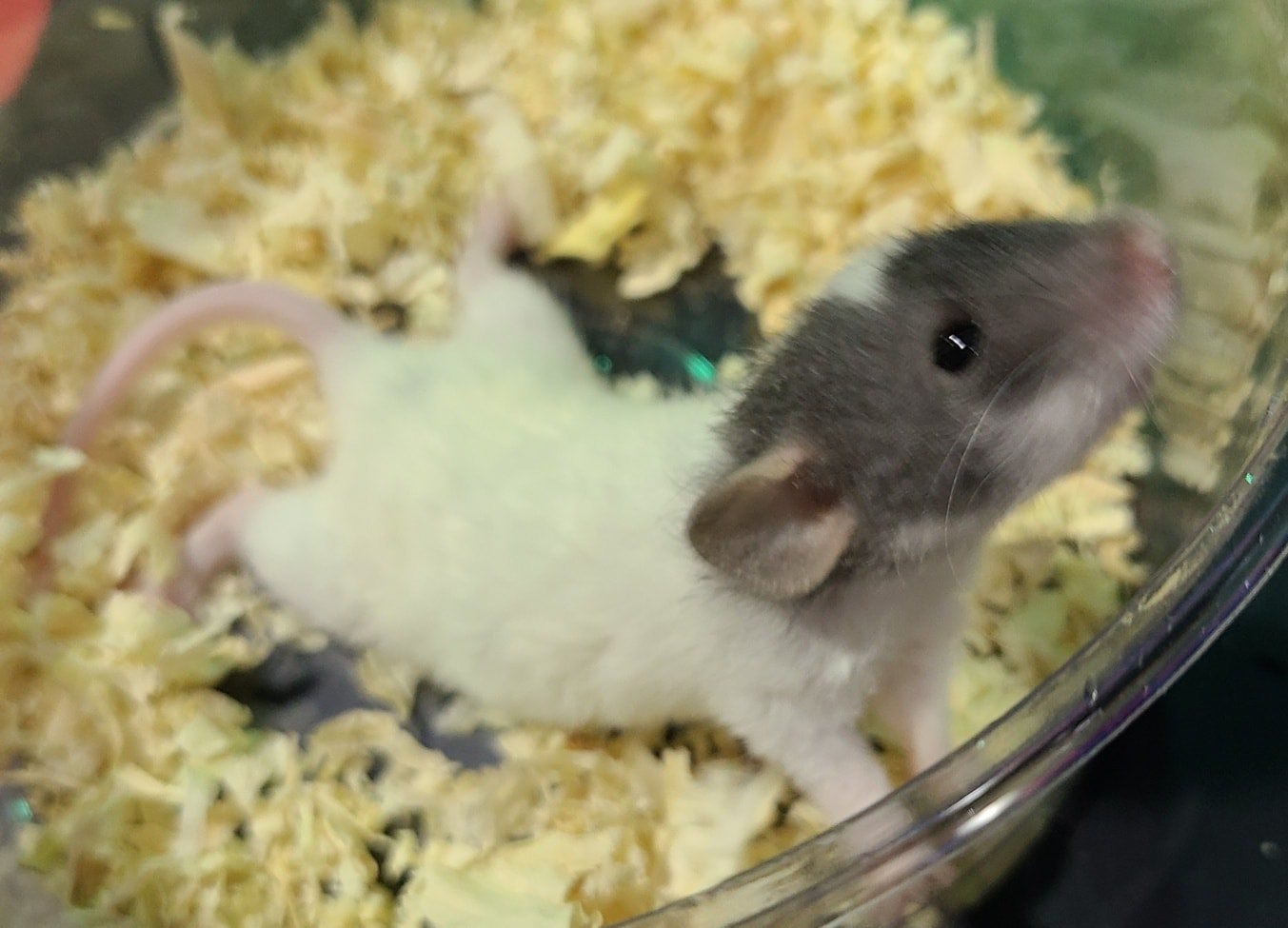 Chasing Tails Rattery of Las Vegas | Las Vegas NV