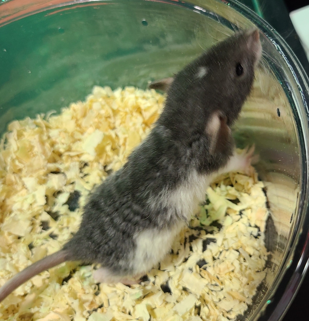 Chasing Tails Rattery of Las Vegas | Las Vegas NV