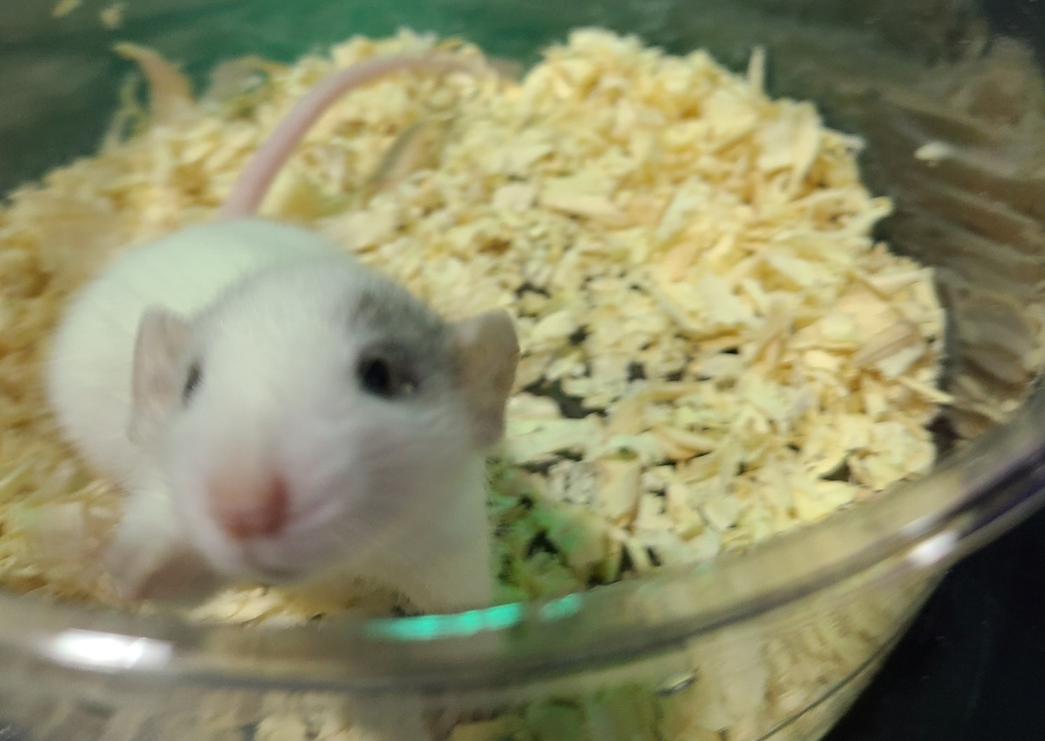 Chasing Tails Rattery of Las Vegas | Las Vegas NV