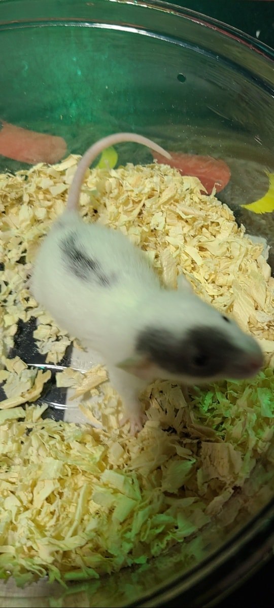 Chasing Tails Rattery of Las Vegas | Las Vegas NV