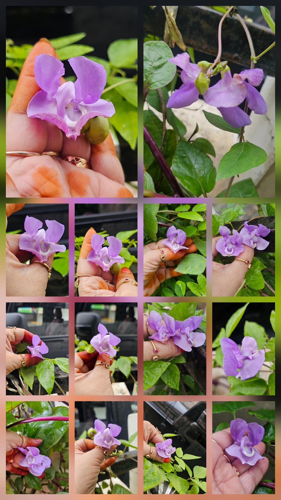Ganesha vine in full bloom