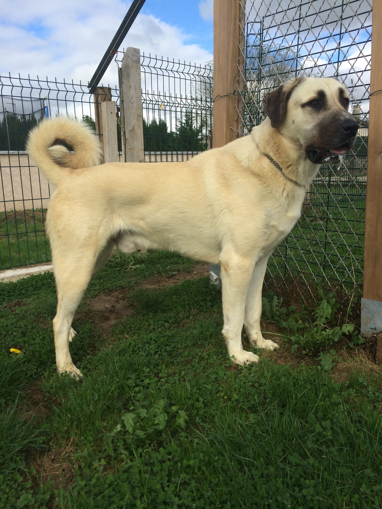 Berger Danatolie Kangal Home Facebook