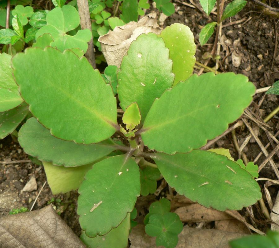 Phultob.com - Name: Pathar kuchi English Name: Medicinal...