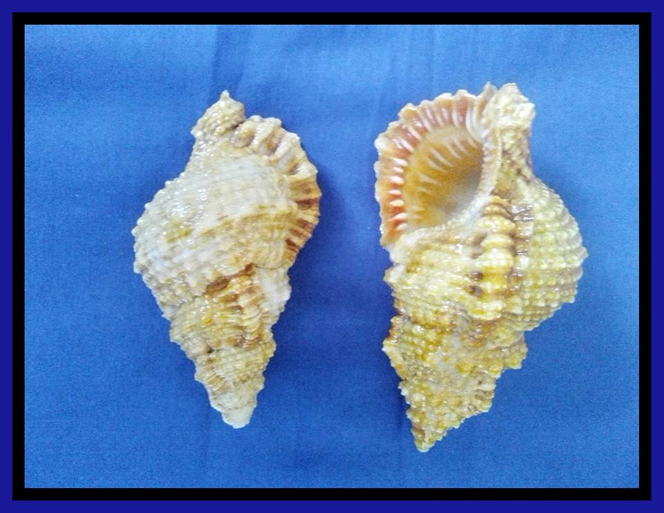 My Personal Shell Collection