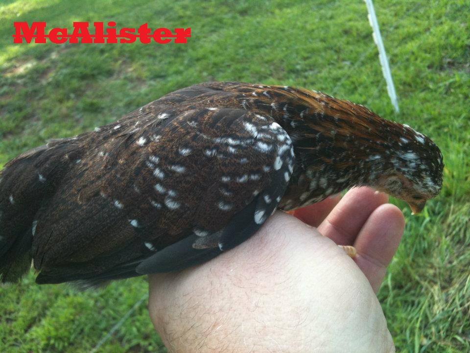 Spangled Old English Game Bantams- McAlister's Spangles