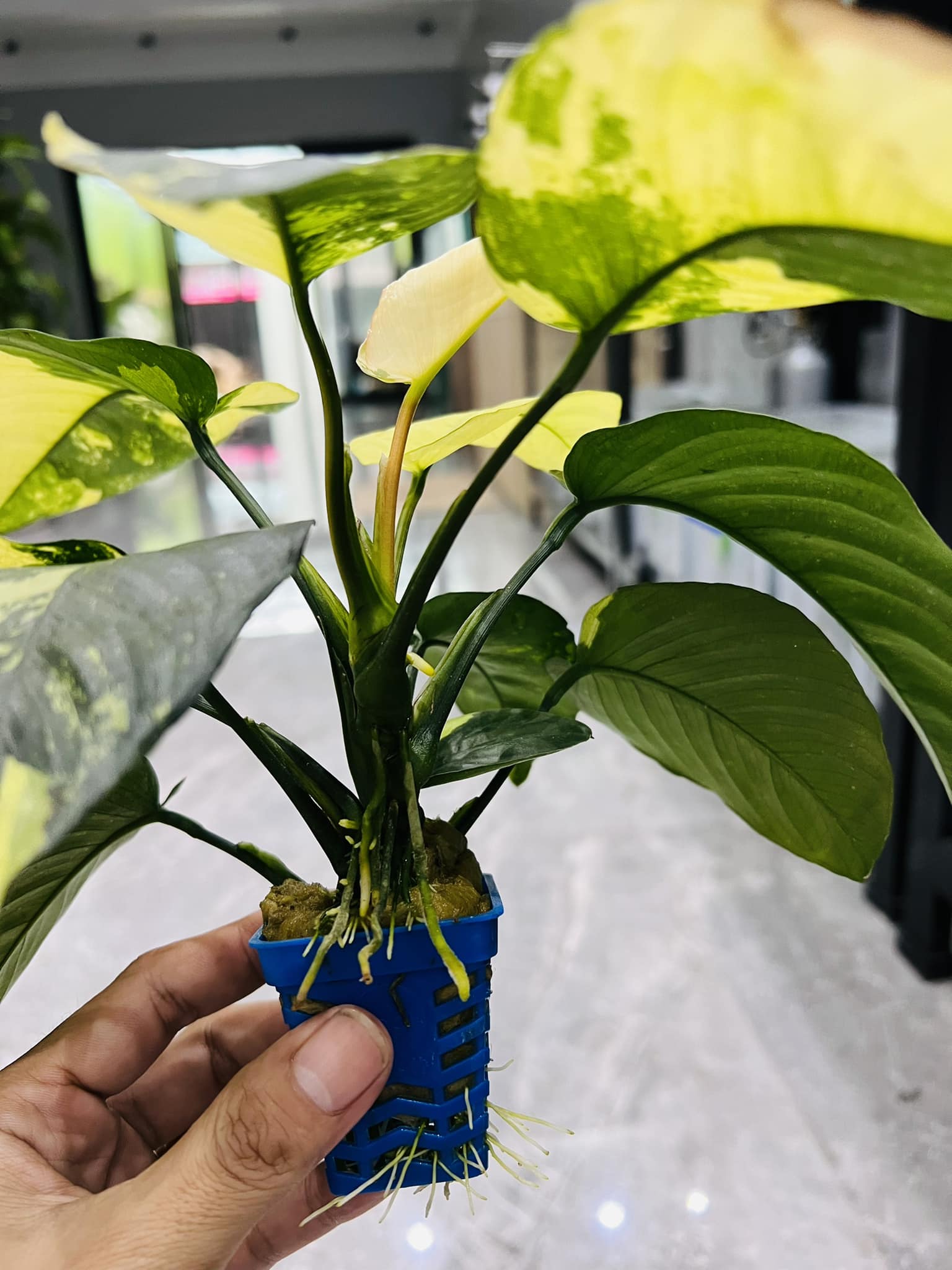 Anubias panda king