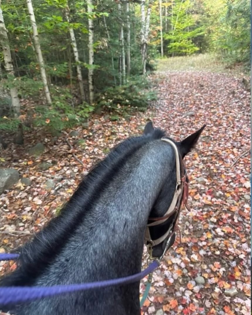 Mountain View Rocking B Ranch | Lake Luzerne NY