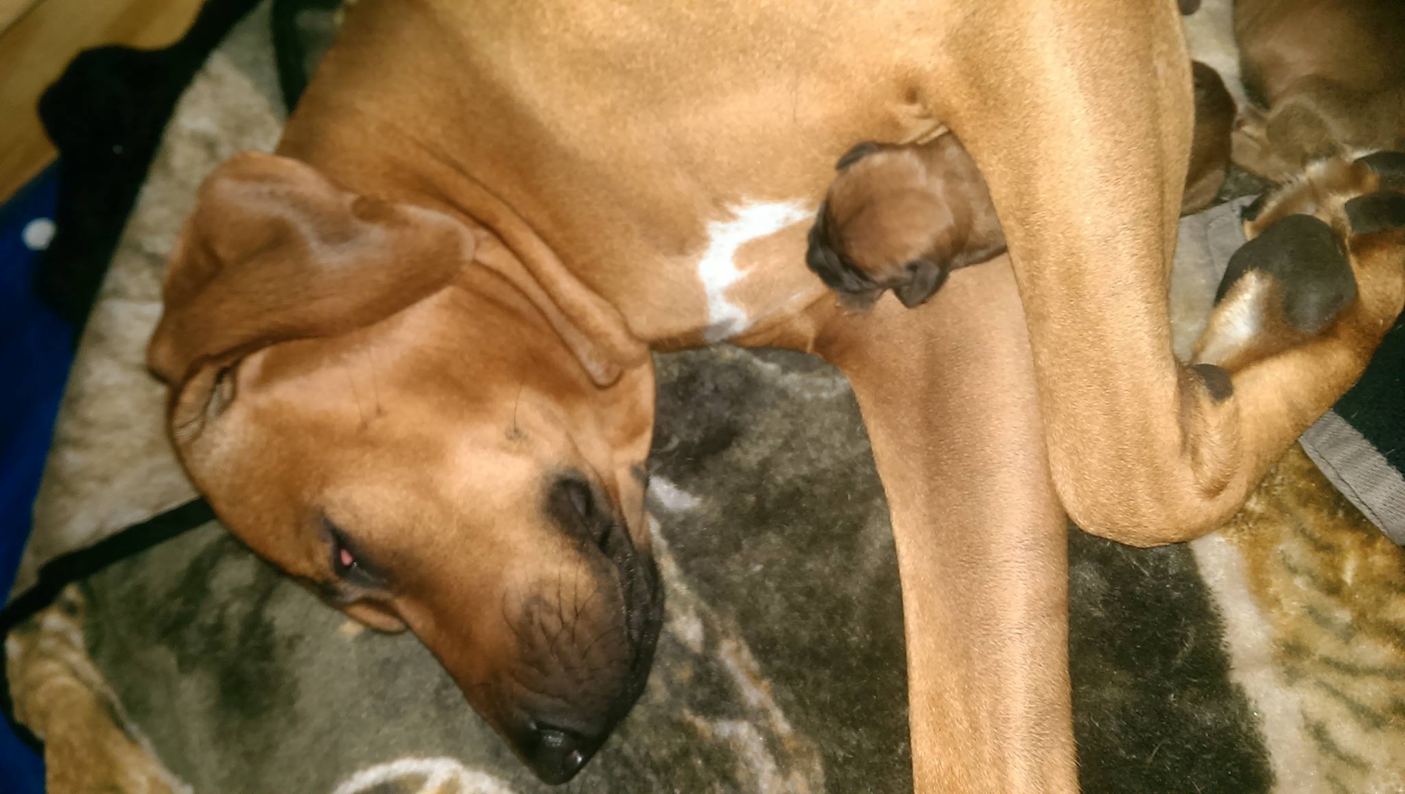 Rhodesian Ridgebacks Florida | Jacksonville FL
