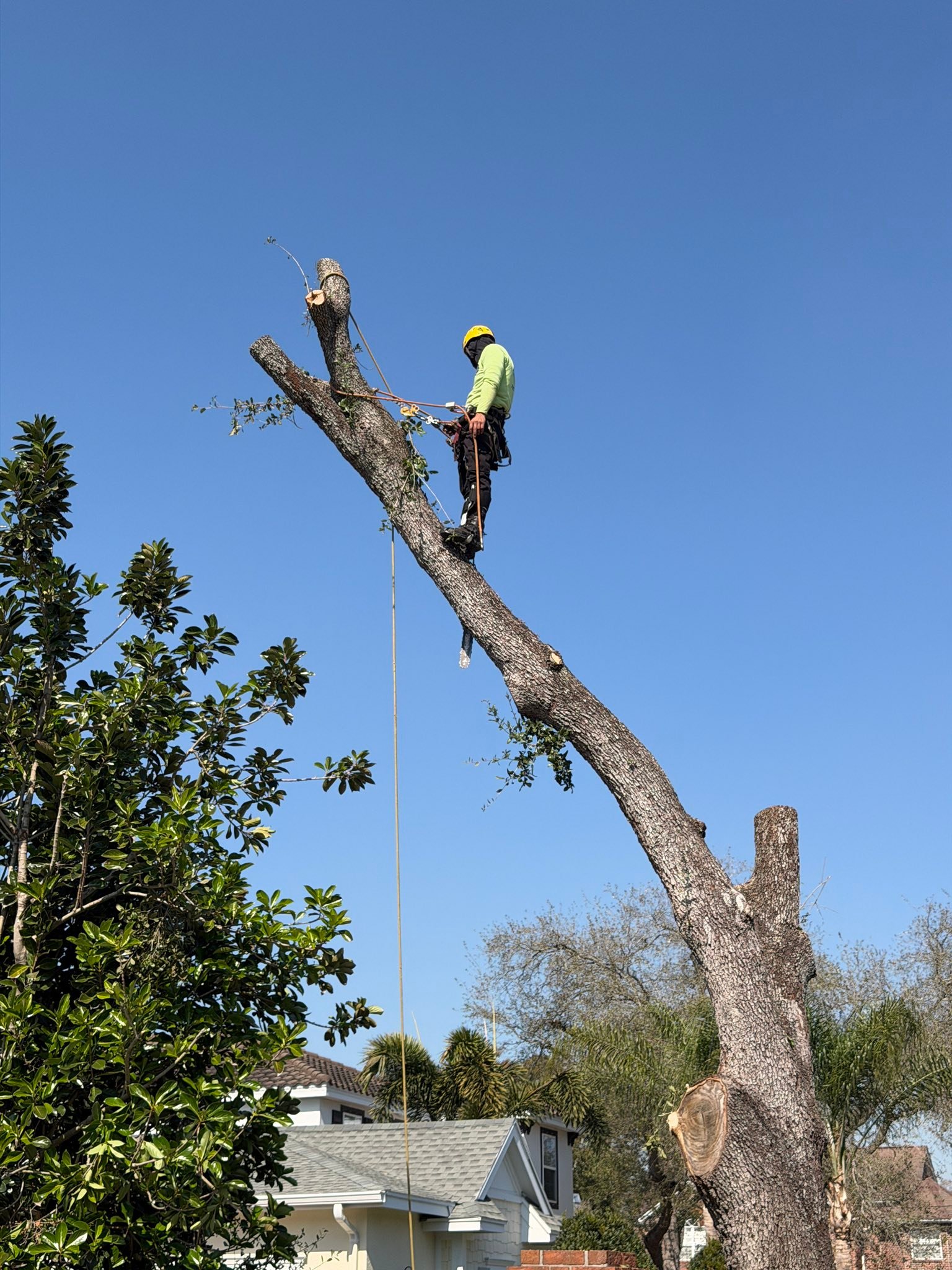 Tampa Bay Tree Service | Clearwater FL