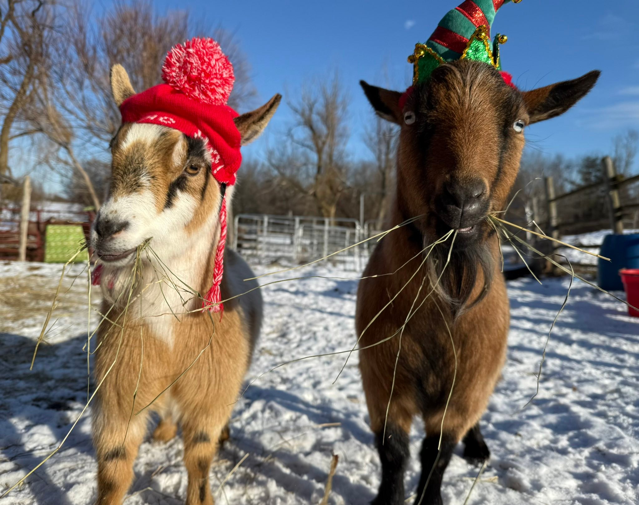 Kas the goat's fun Christmas photos