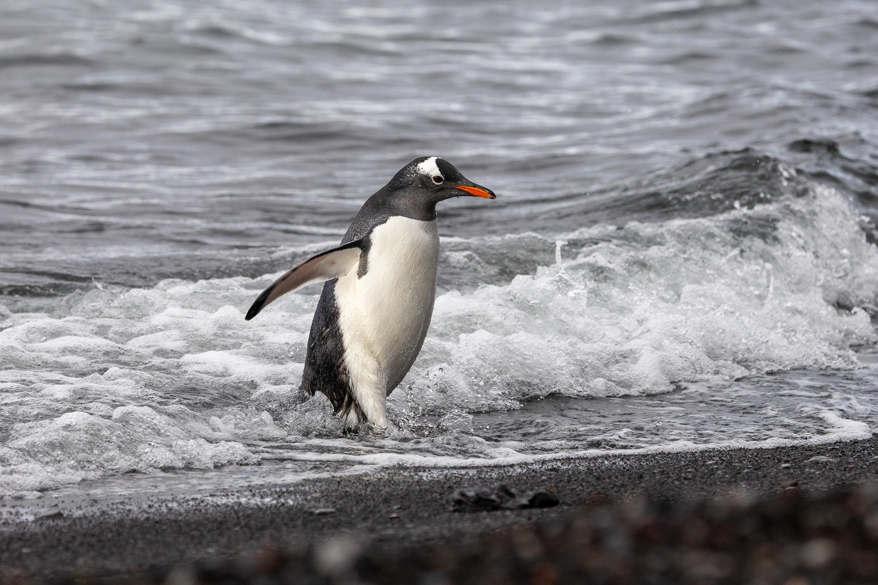 University - Gentoo penguins have long been treated as a single 