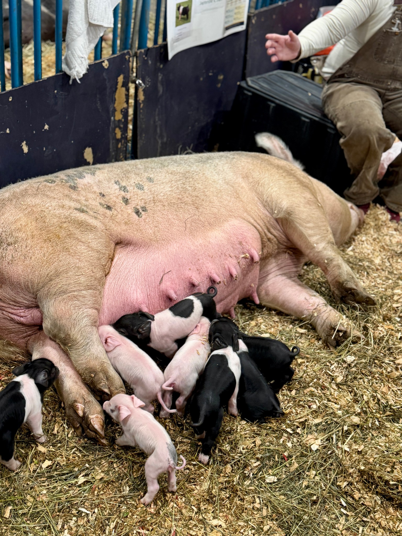 Our big Momma Pig has babies Now! It's a perfect fair!
