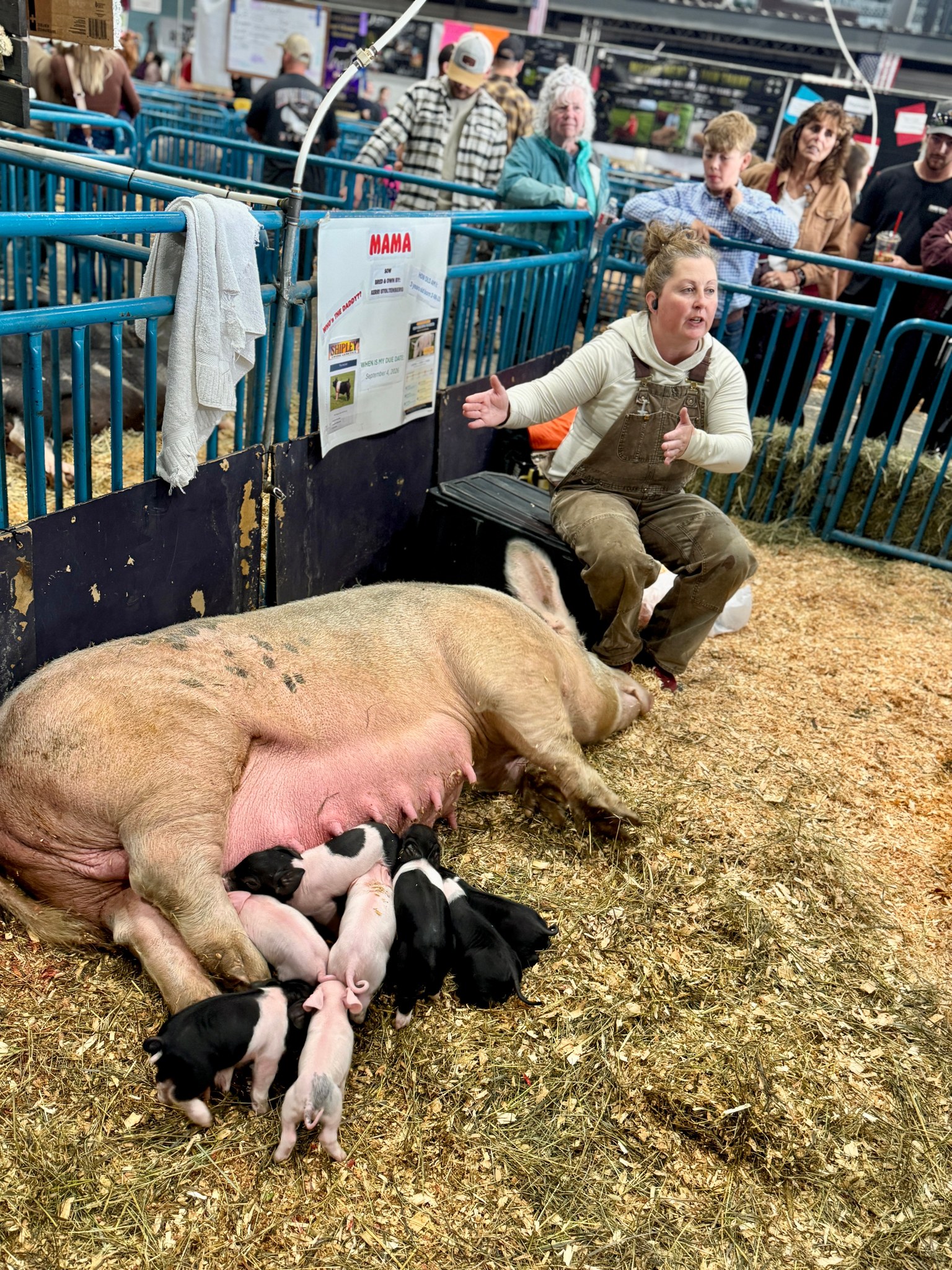 Our big Momma Pig has babies Now! It's a perfect fair!