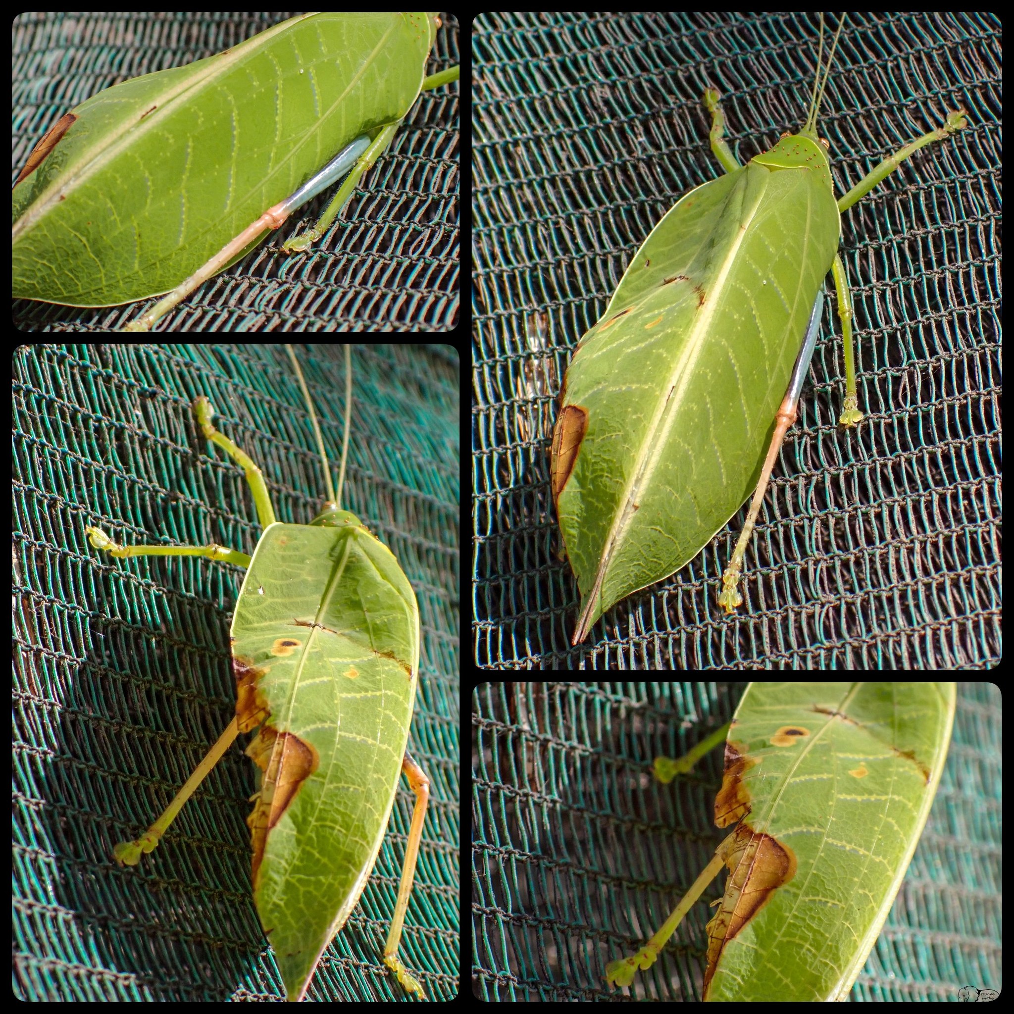 I came across this fascinating looking insects a few years ago