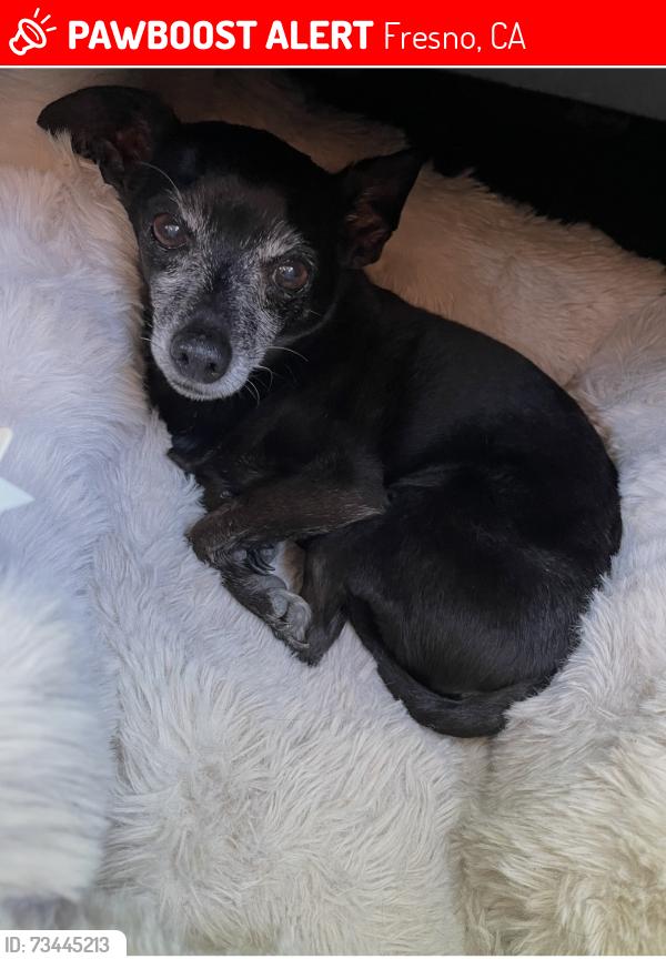 🚨 Maxwell was LOST TODAY in Fresno, CA 93722 near Shields and